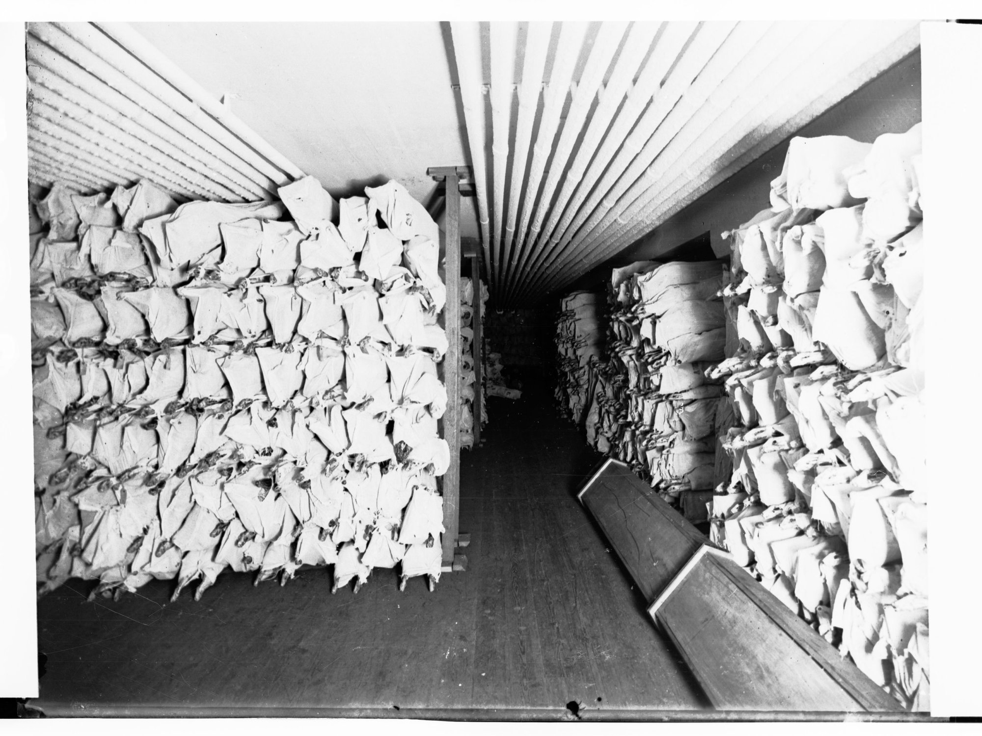 Export Depot Port Adelaide Frozen Carcasses