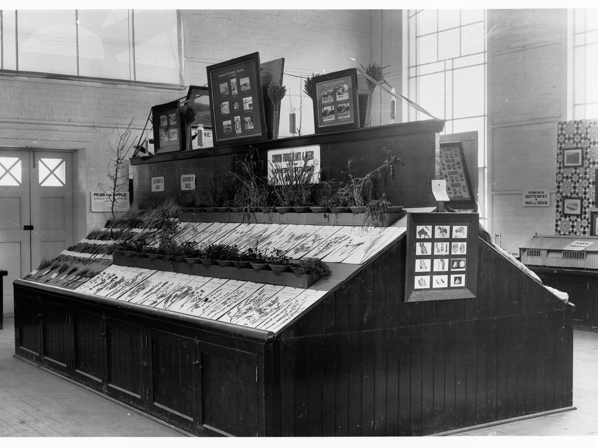 Agricultural Hall, Royal Adelaide Show, Weed Display