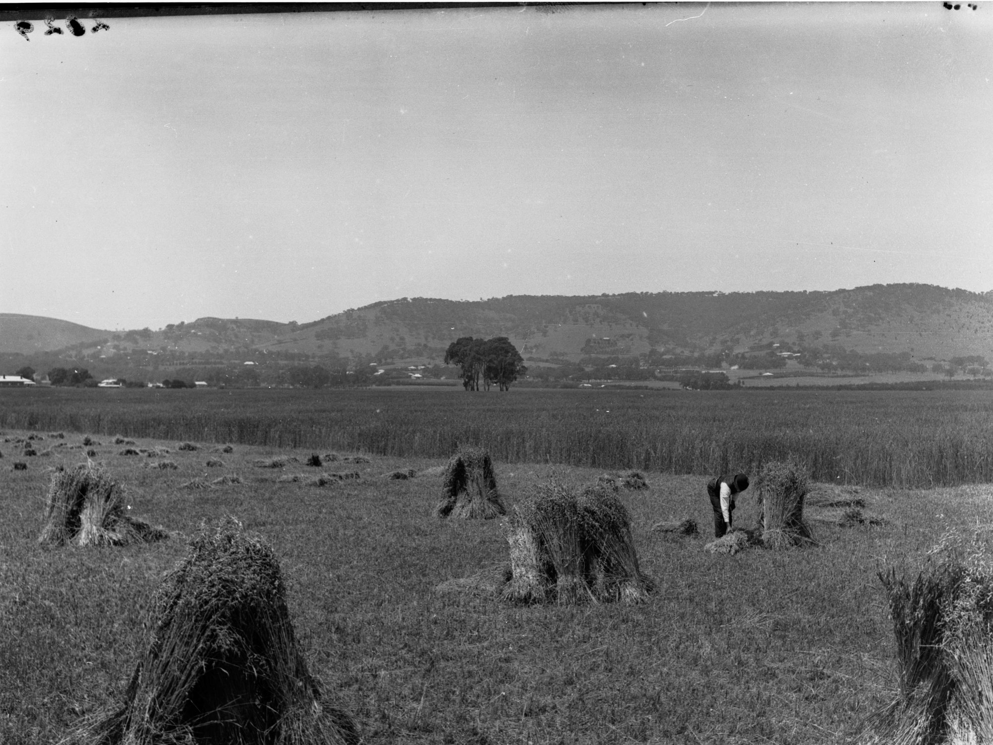 Haymaking at Mitcham showing a man working