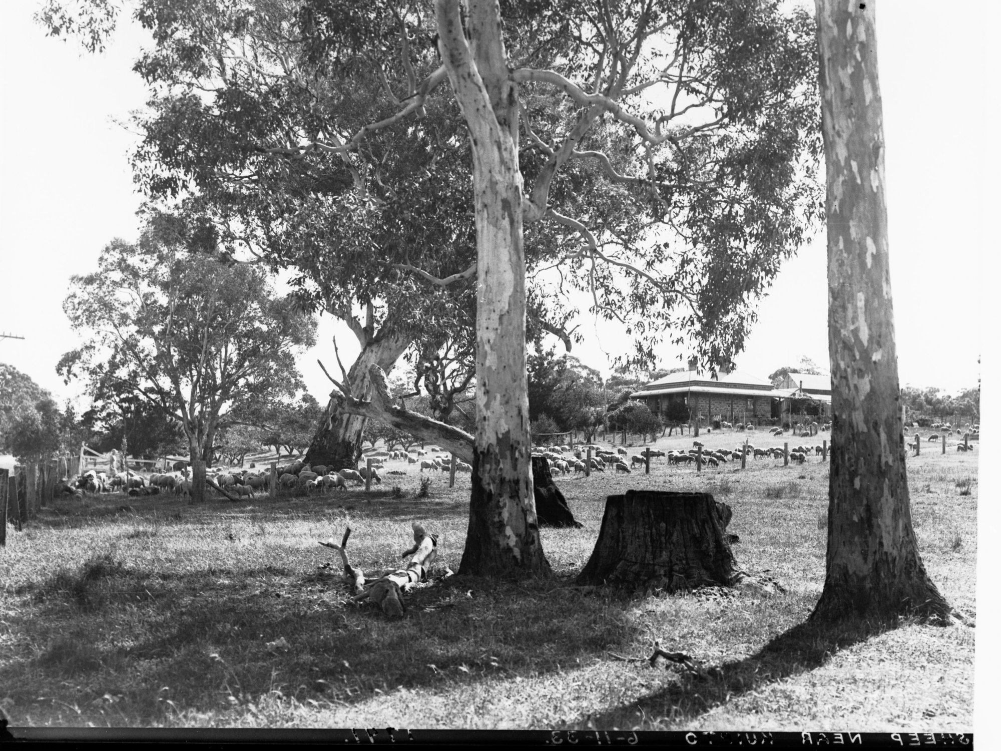 Sheep Station Near Kuitpo