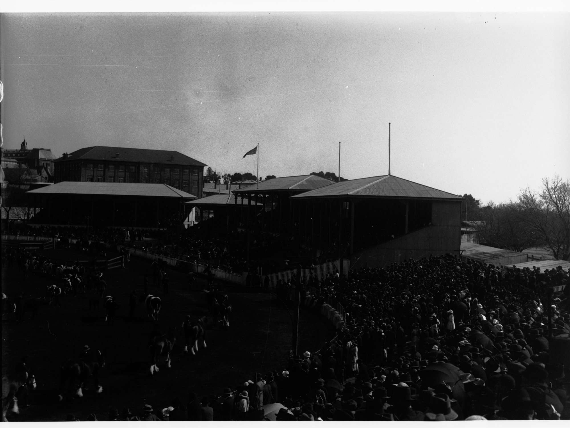 Parade of Draughthorses at the Royal Adelaide Show