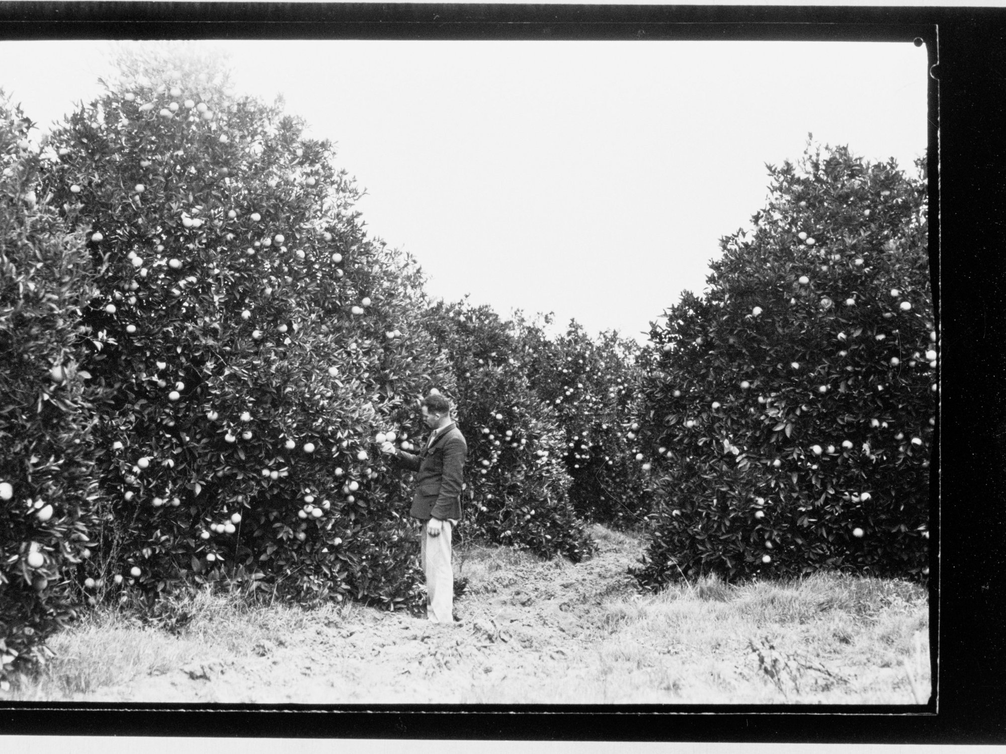 Mypolonga orange trees