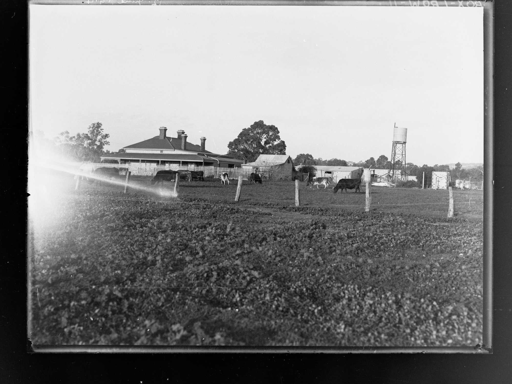 View of farm buildings and cows in a paddock