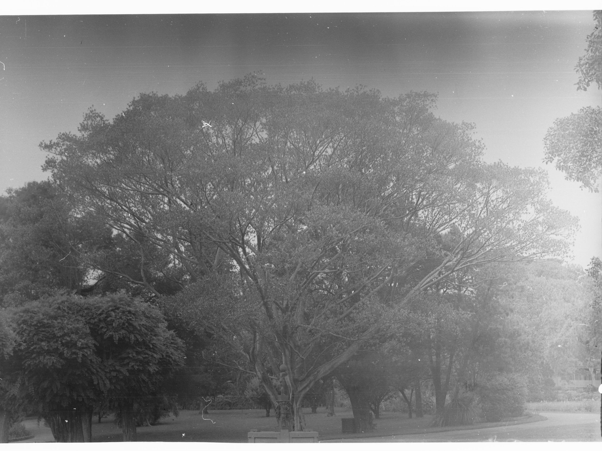 Tree in Botanical Gardens