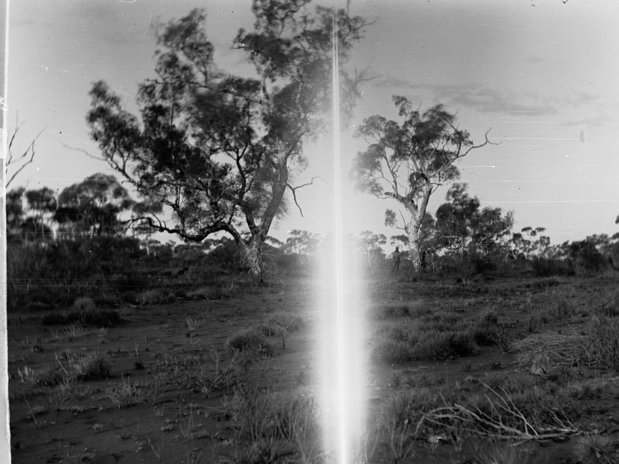 Desert Gums Showing Mr Lindsay Marking One Elder Expedition