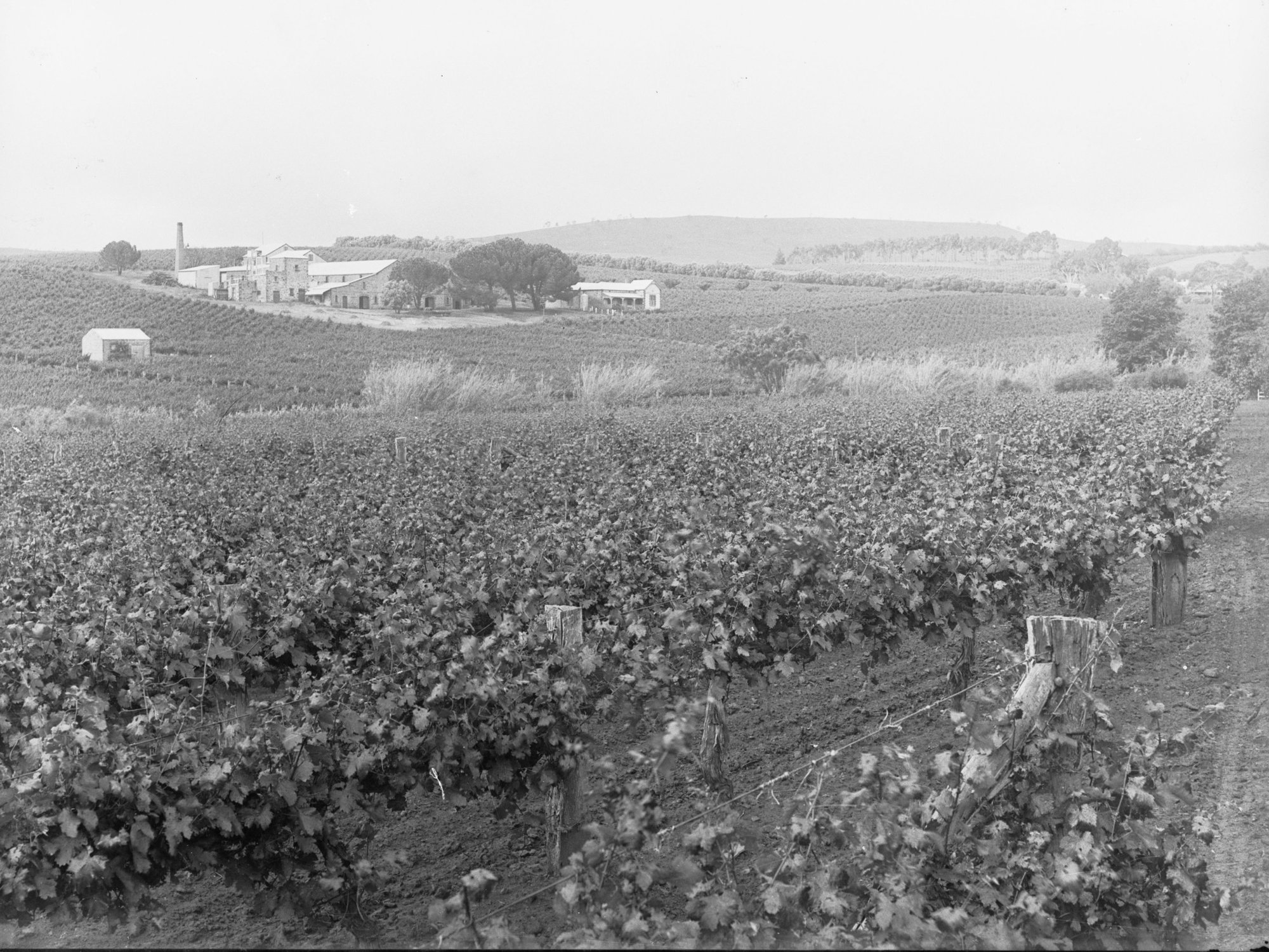 Vineyards at Springvale, South Australia