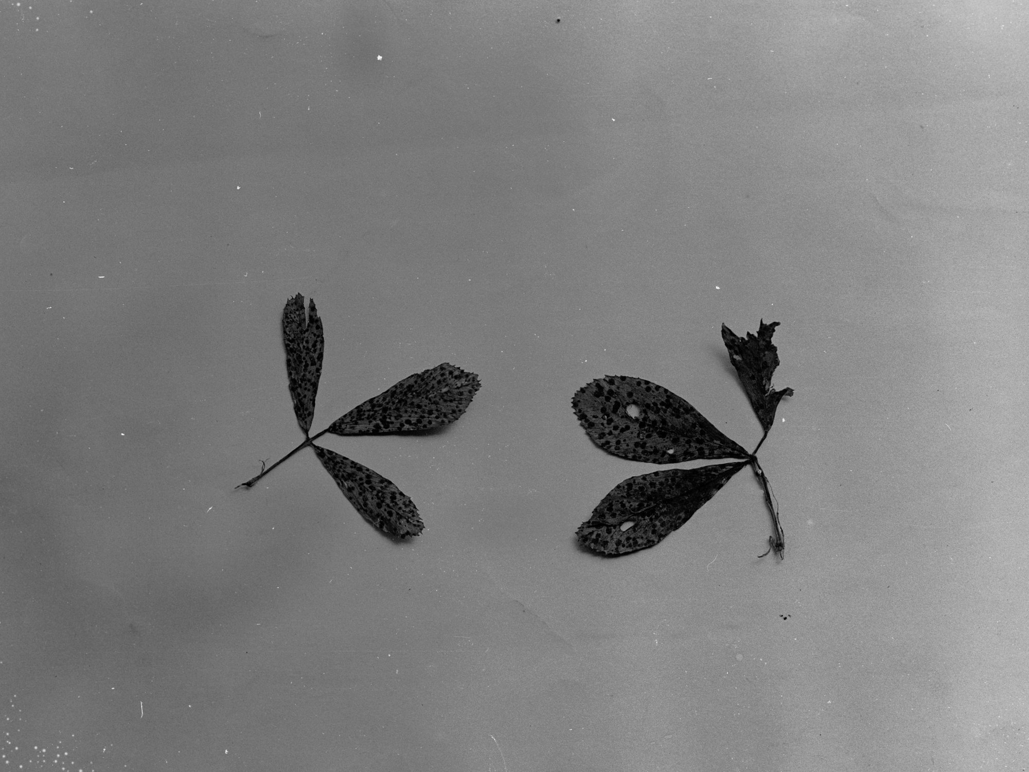 Botanical specimens,  unidentified leaves