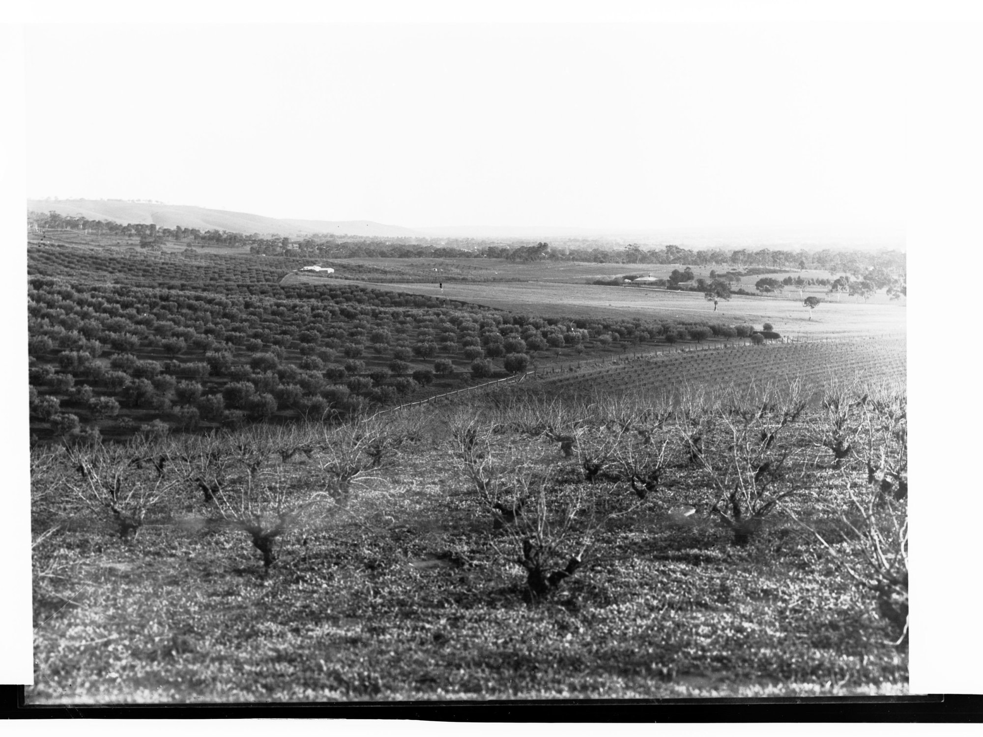 Olive Plantation and Vineyard, Stonyfell