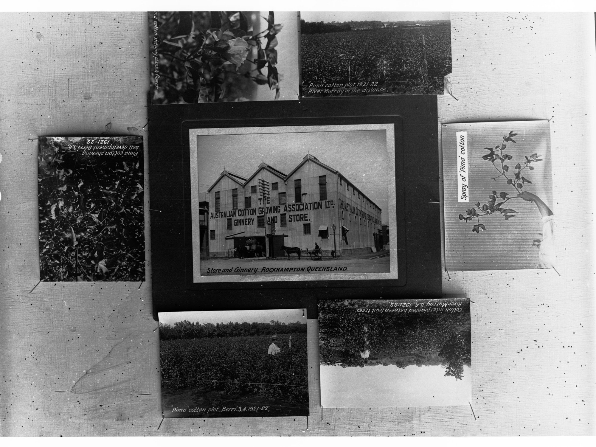 Australian Cotton Growing Association Rockhampton