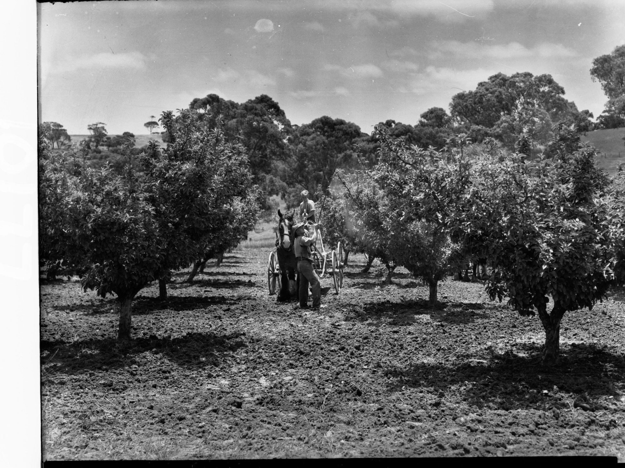 Spraying fruit trees at Minda Home's Craigburn Farm, 1945