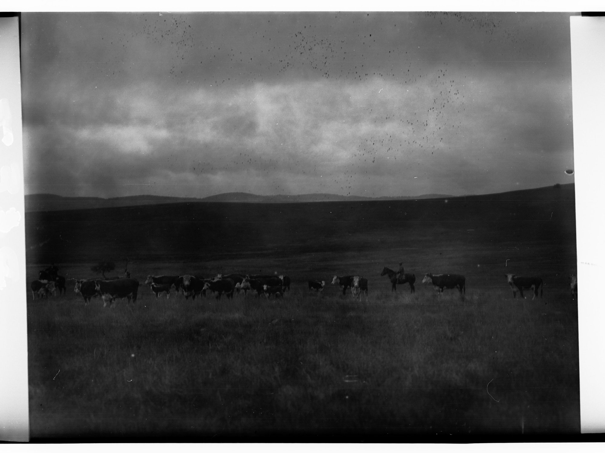 Cattle in Field at Hill River