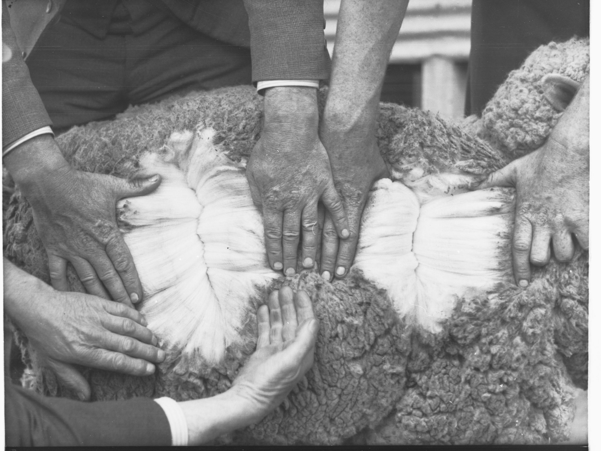 Wool being inspected at Halbury