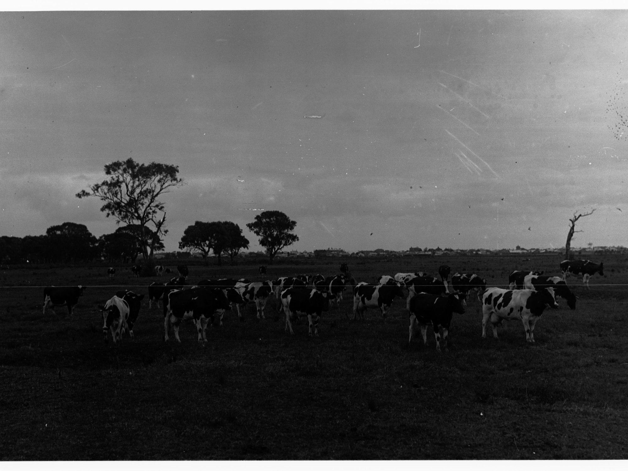 Dairy Cows in Paddock