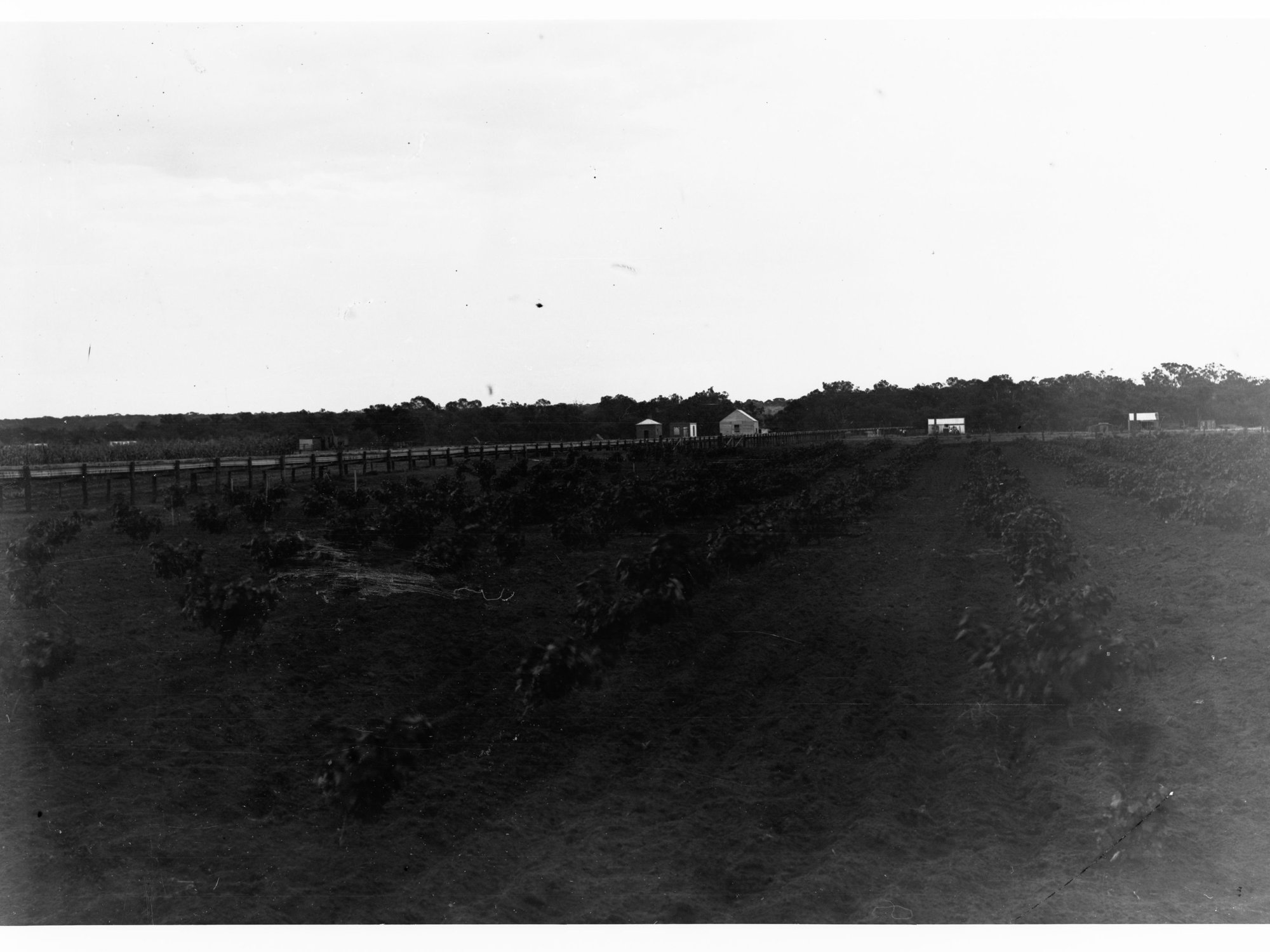 Syrup Vineyard and Flume, River Murray