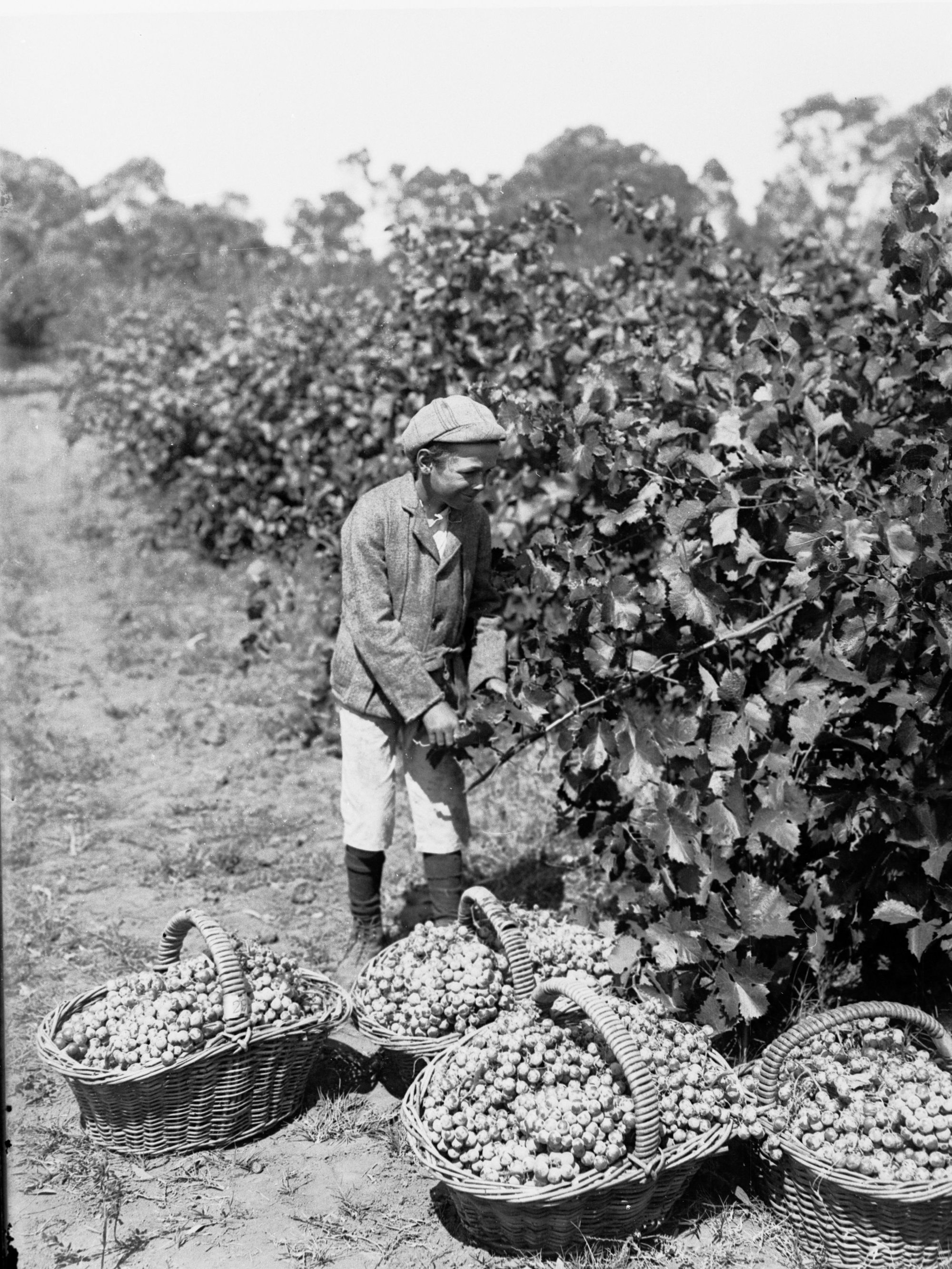 Boy Picking Grapes at Auldana