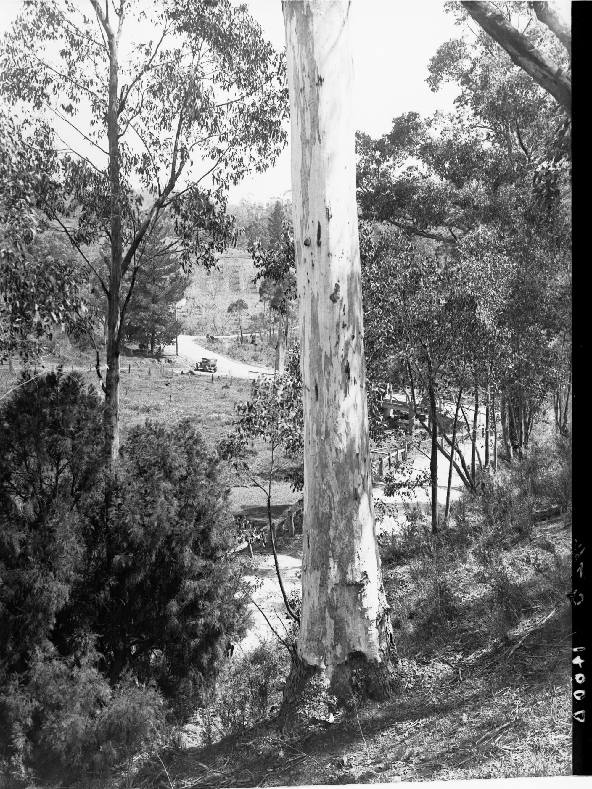 Automobile on road near bridge over Stony Creek, Forest Range