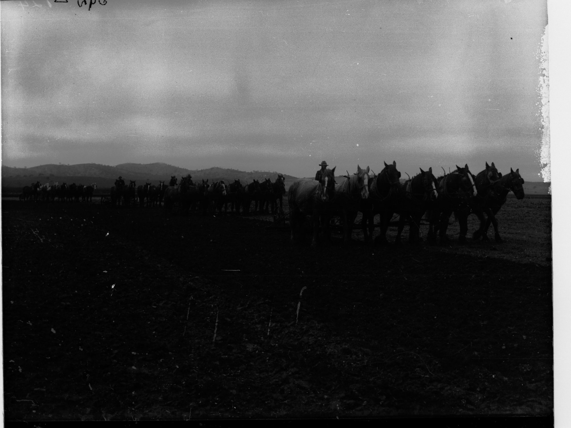 Horses Pulling Ploughs at Hallett Cove