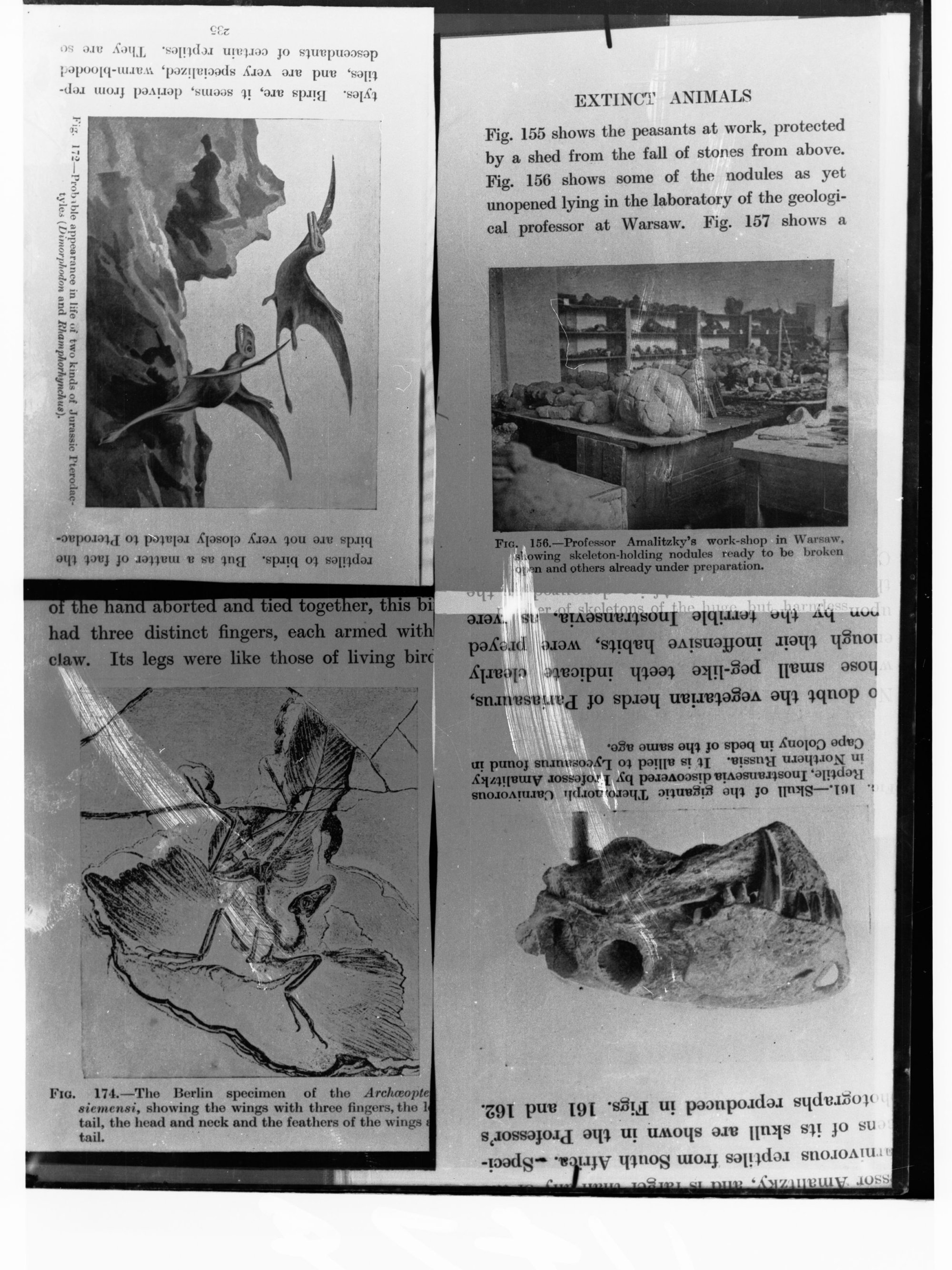 Four pages from text book on extinct animals