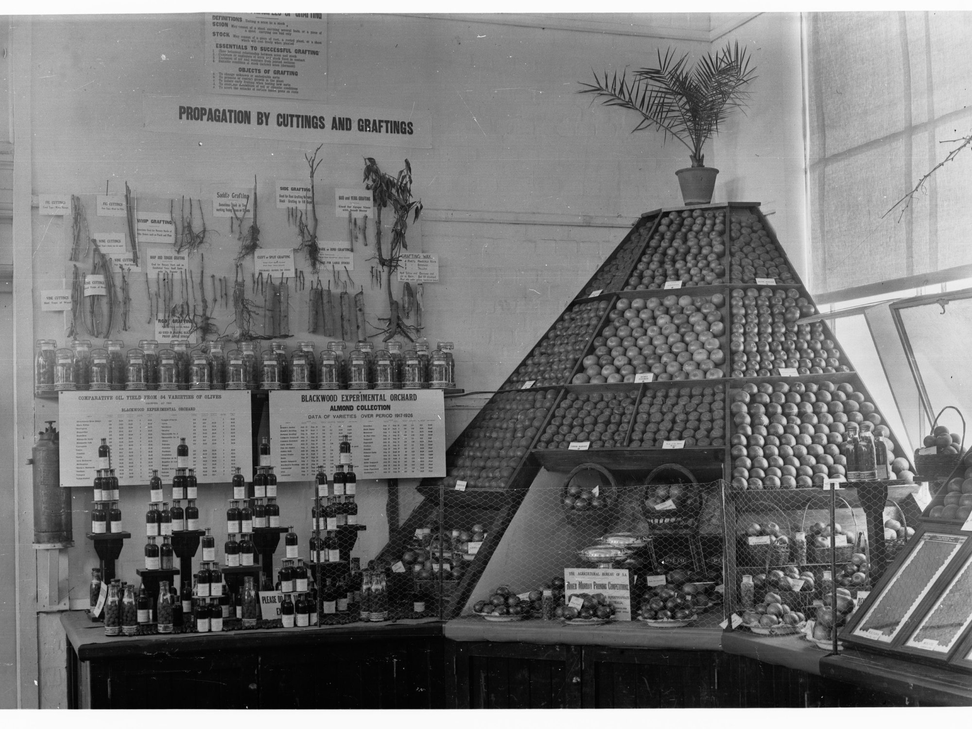 Agricultural Hall, Royal Adelaide Show - Display on graftings and cuttings