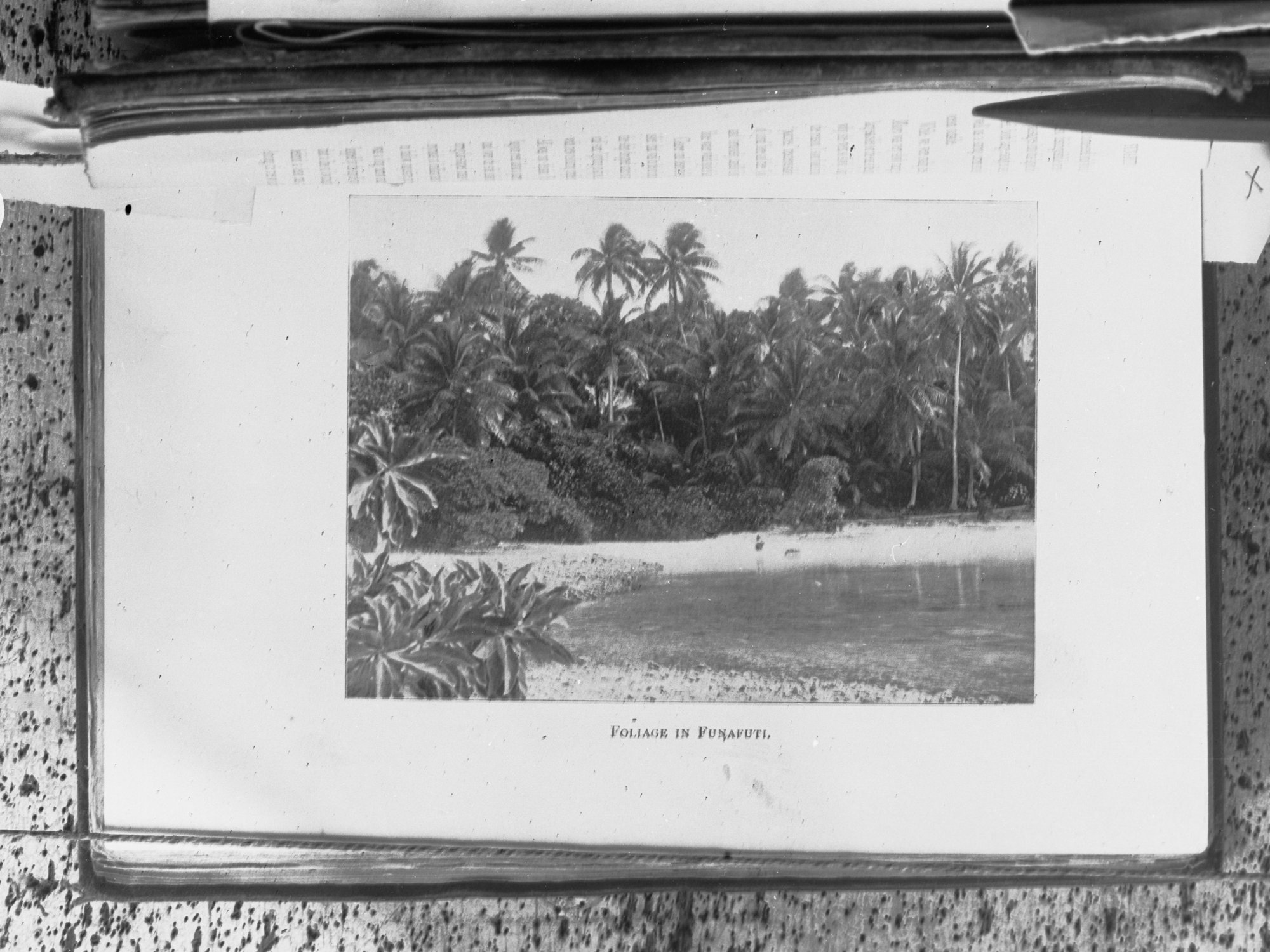 Foliage in Funafuti, Tuvalu