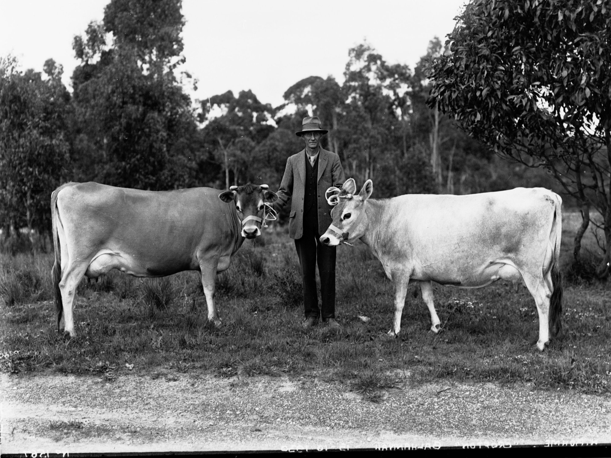 Jersey Cows Balhannah