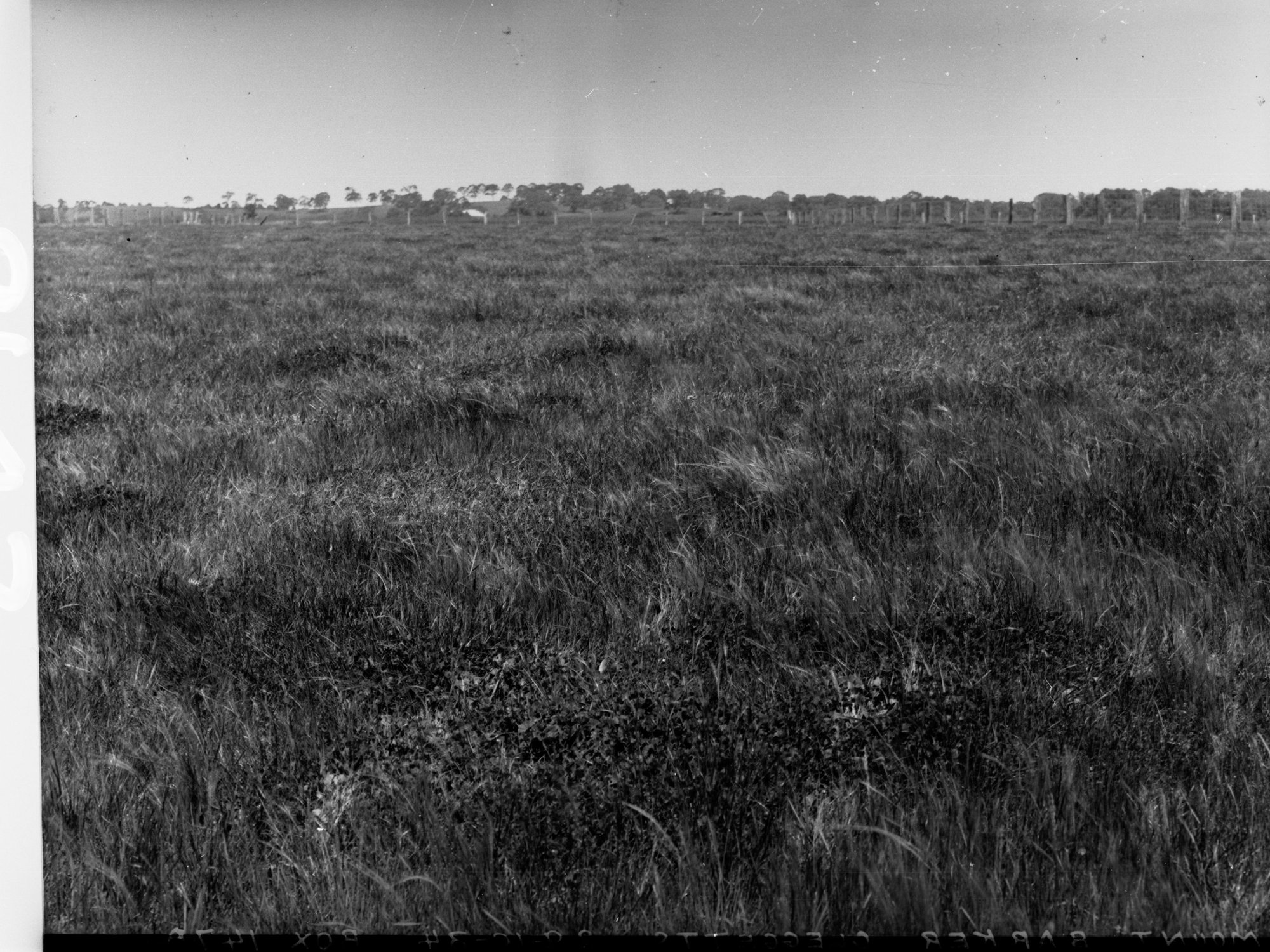 Mount Barker Cleggetts