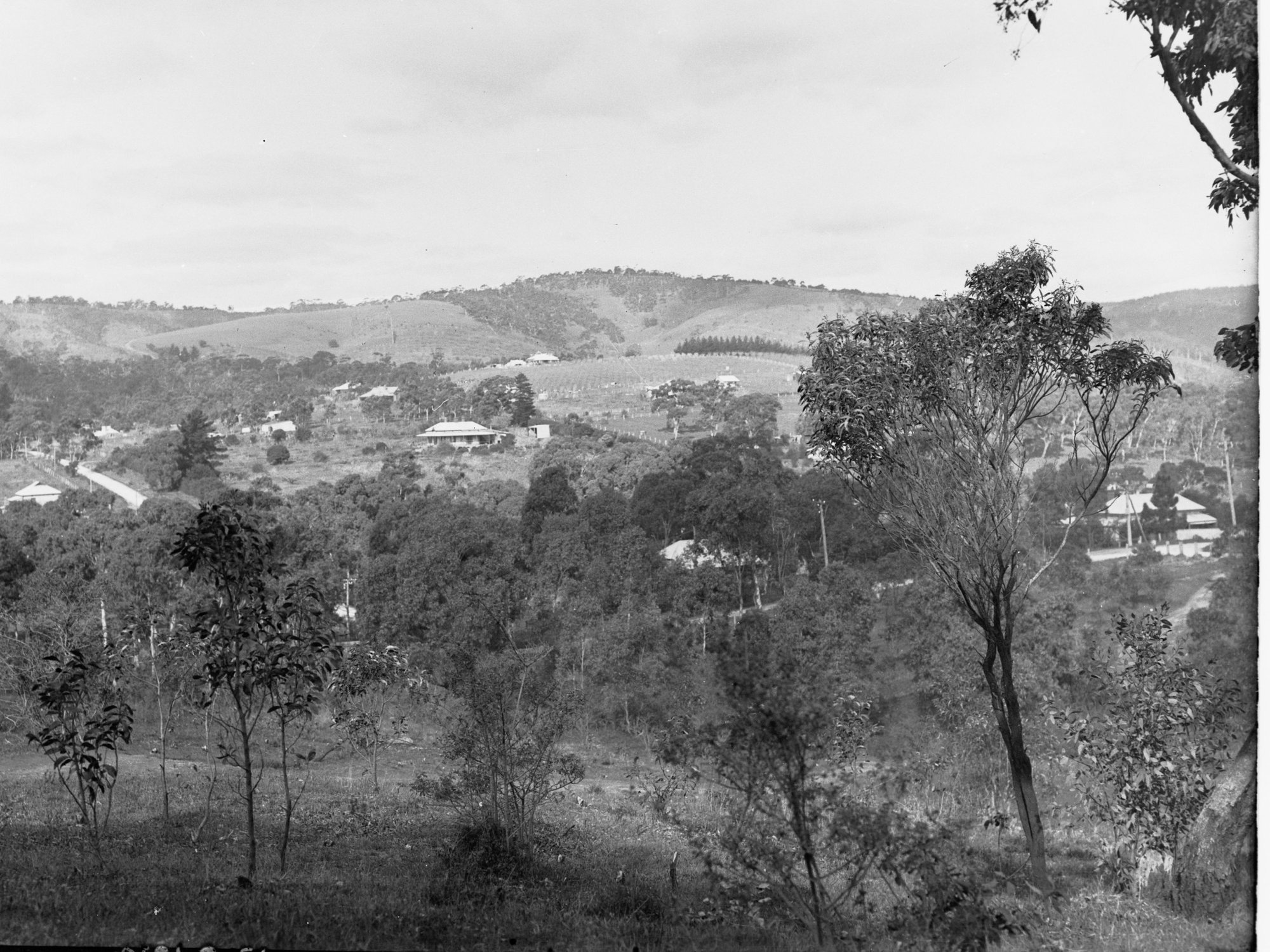 Blackwood Showing Trees and Houses