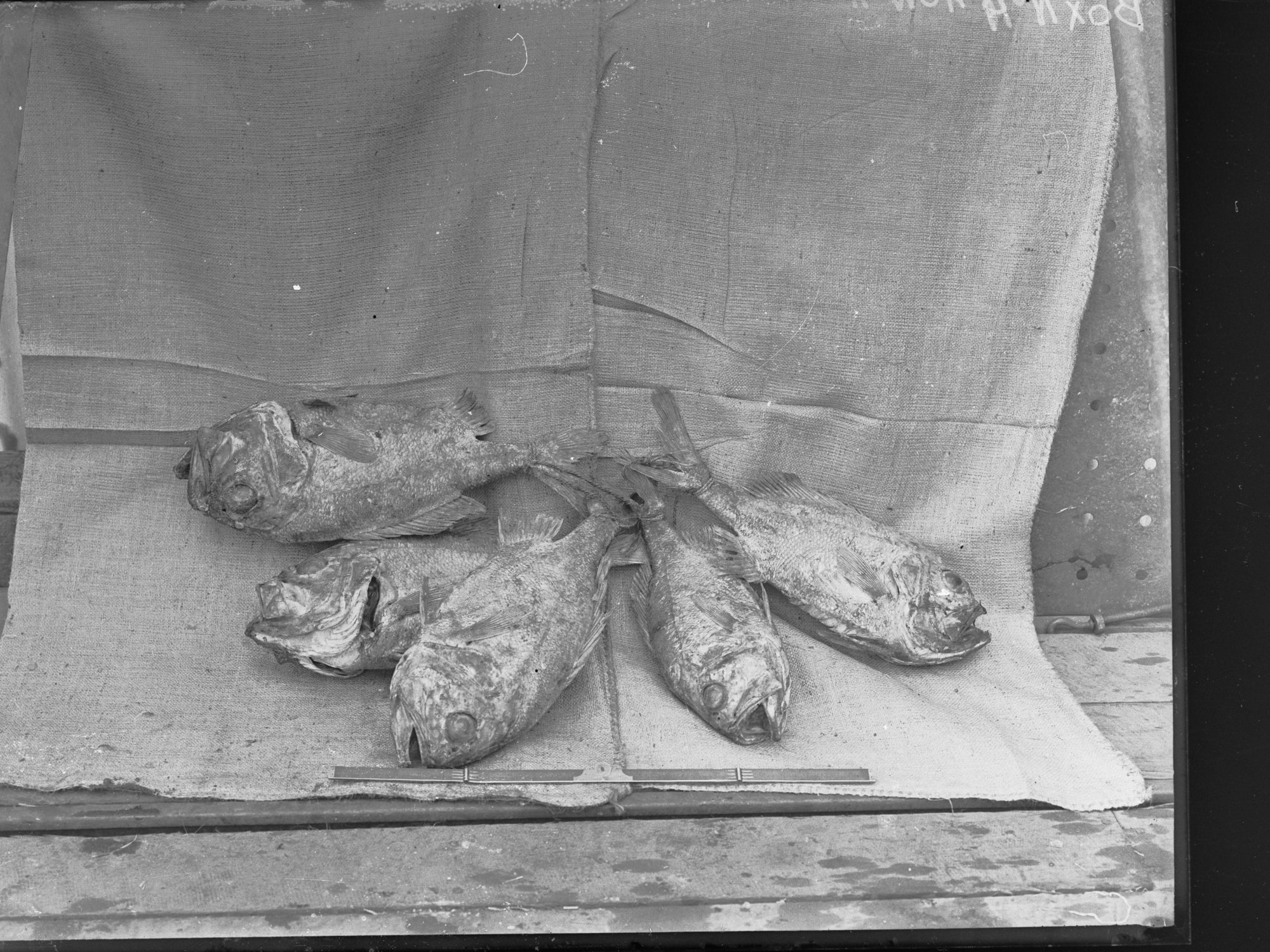 Picture of fish at Port Adelaide Exports