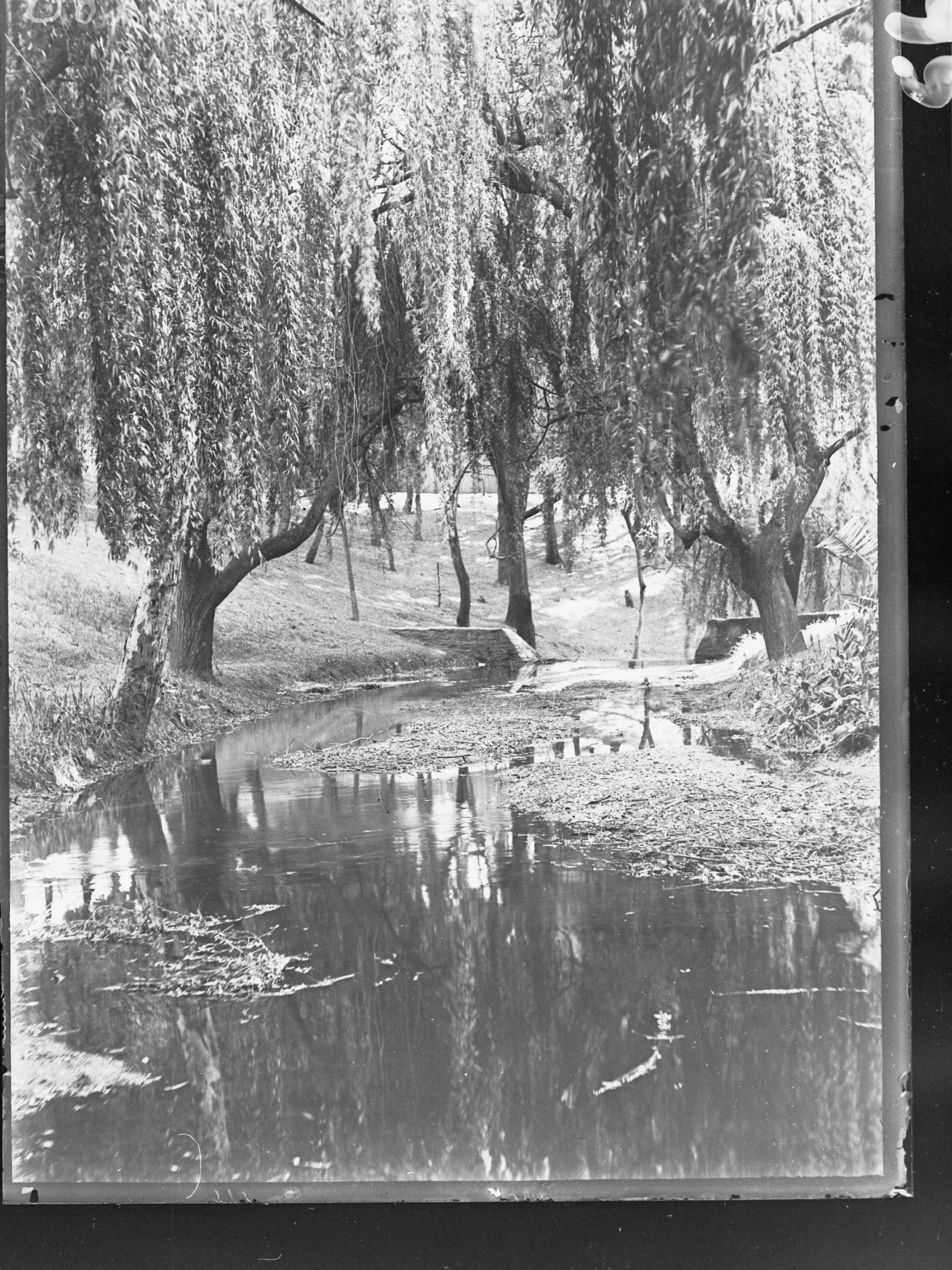 View of willows and creek 