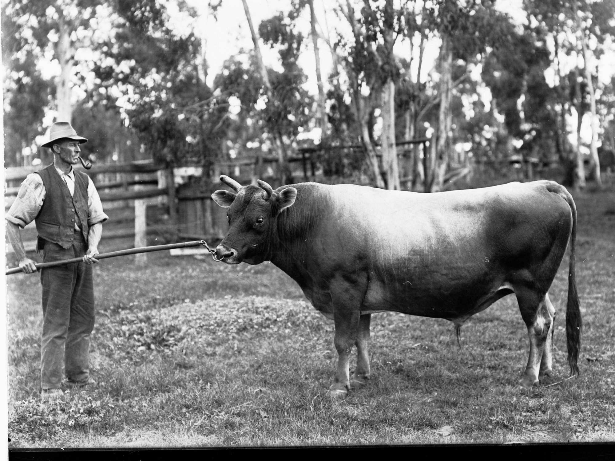 Jersey Bull Showing Man With Stick Attached to Ring in Bull's Nose