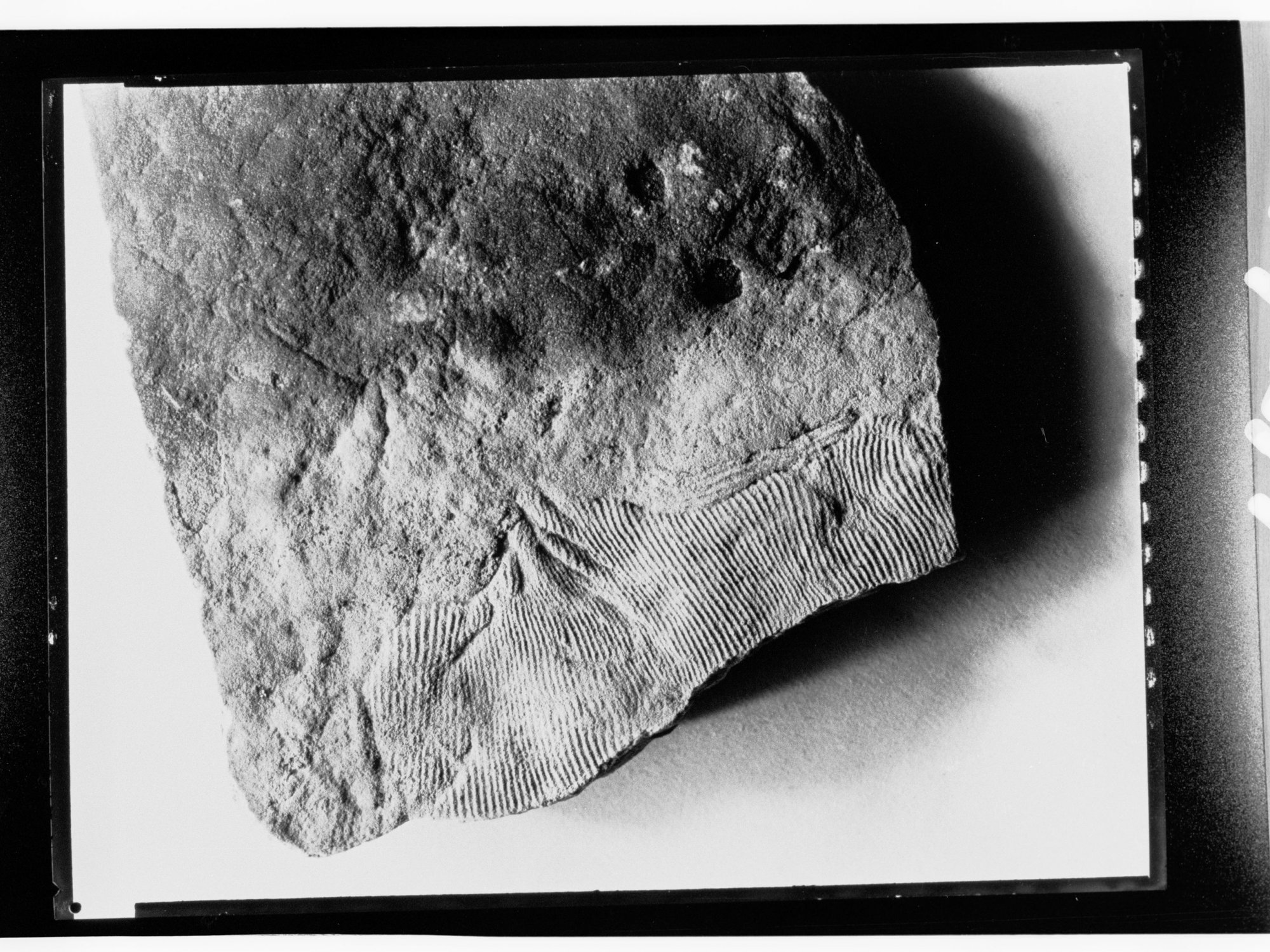 Fossil from Ediacara