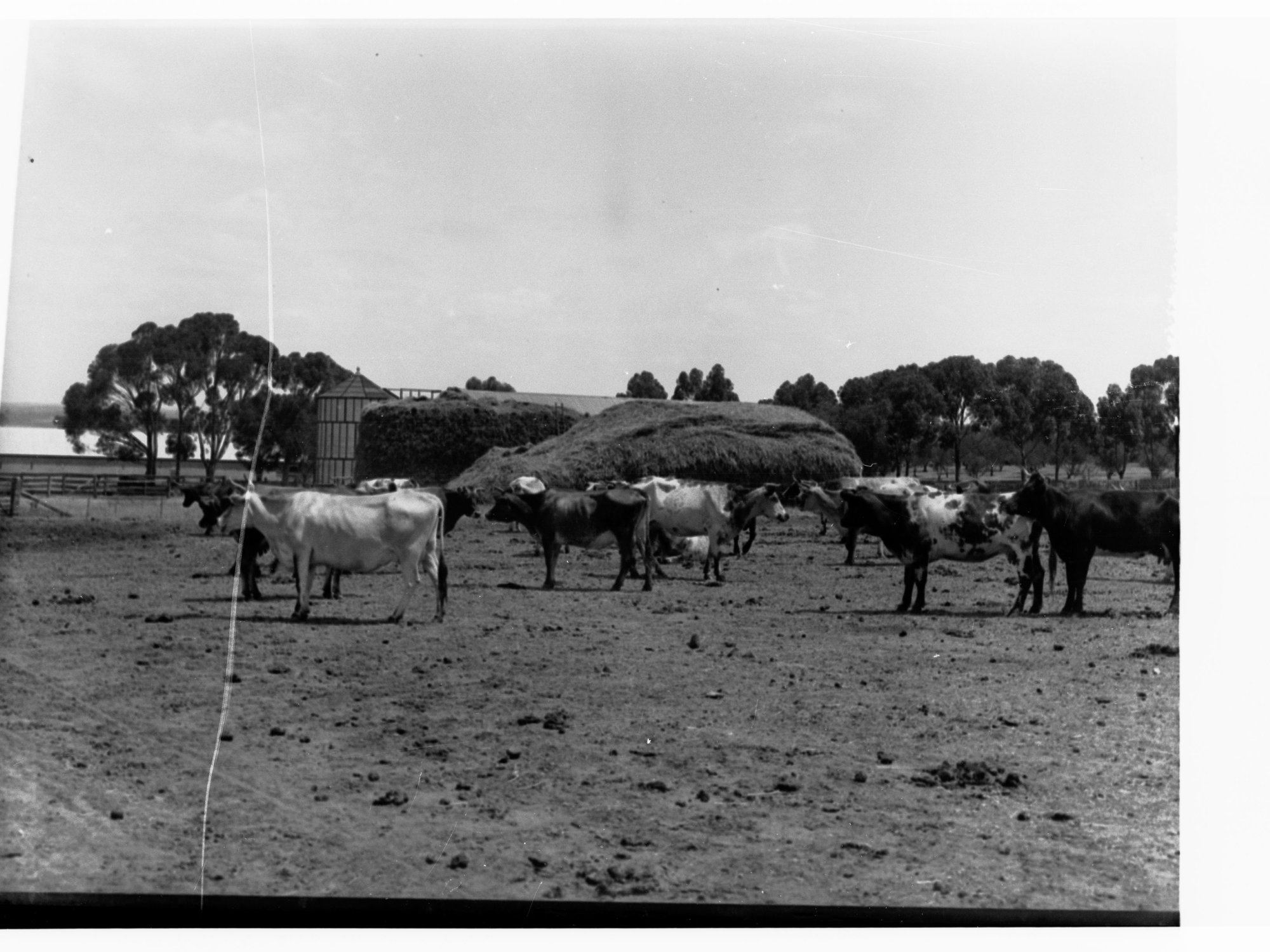 Turretfield, Government Stud Farm showing cows