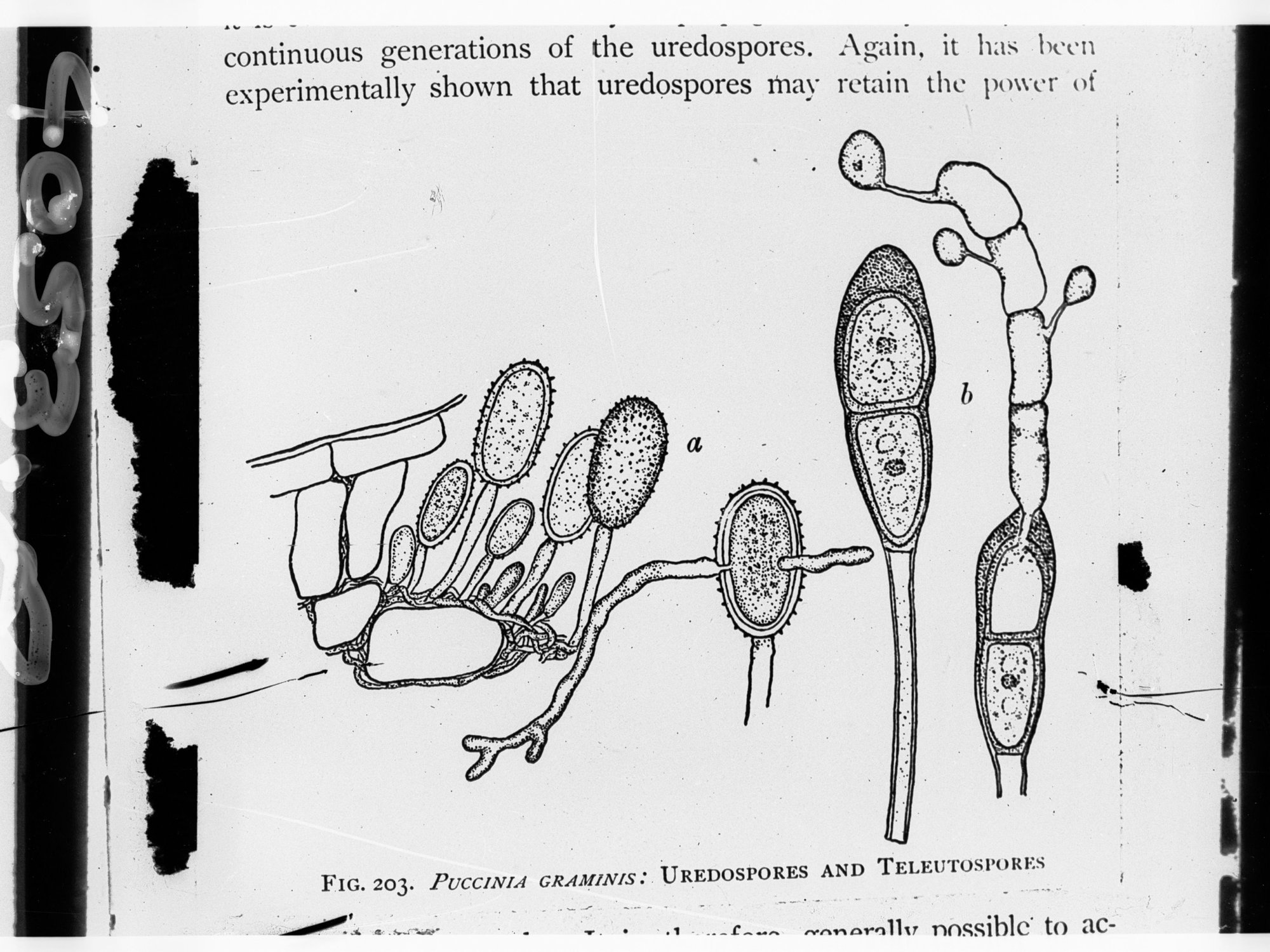 Drawing of Uredospores and Teleutospores - Australian native plants