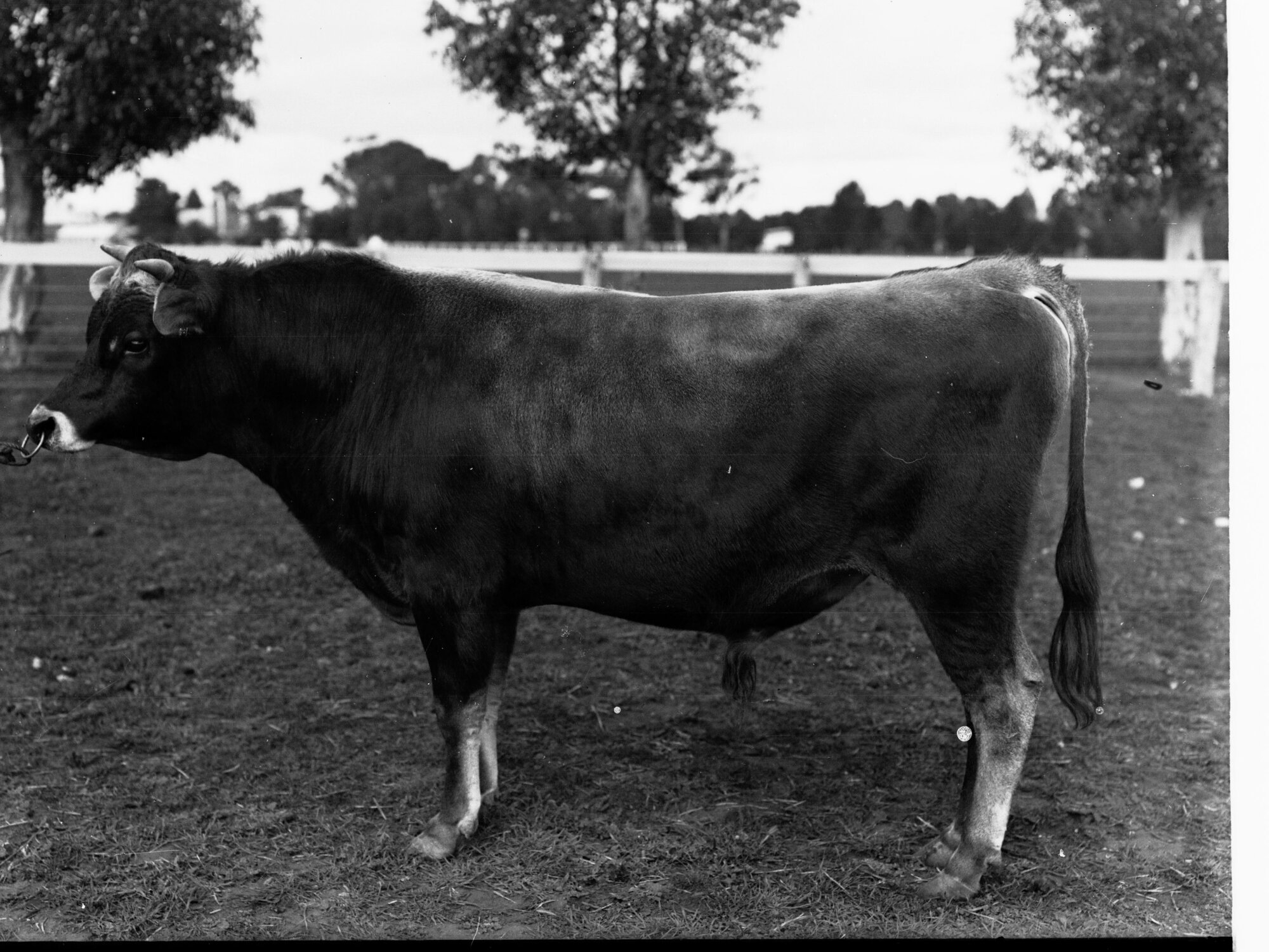 Bull - Roseworthy College