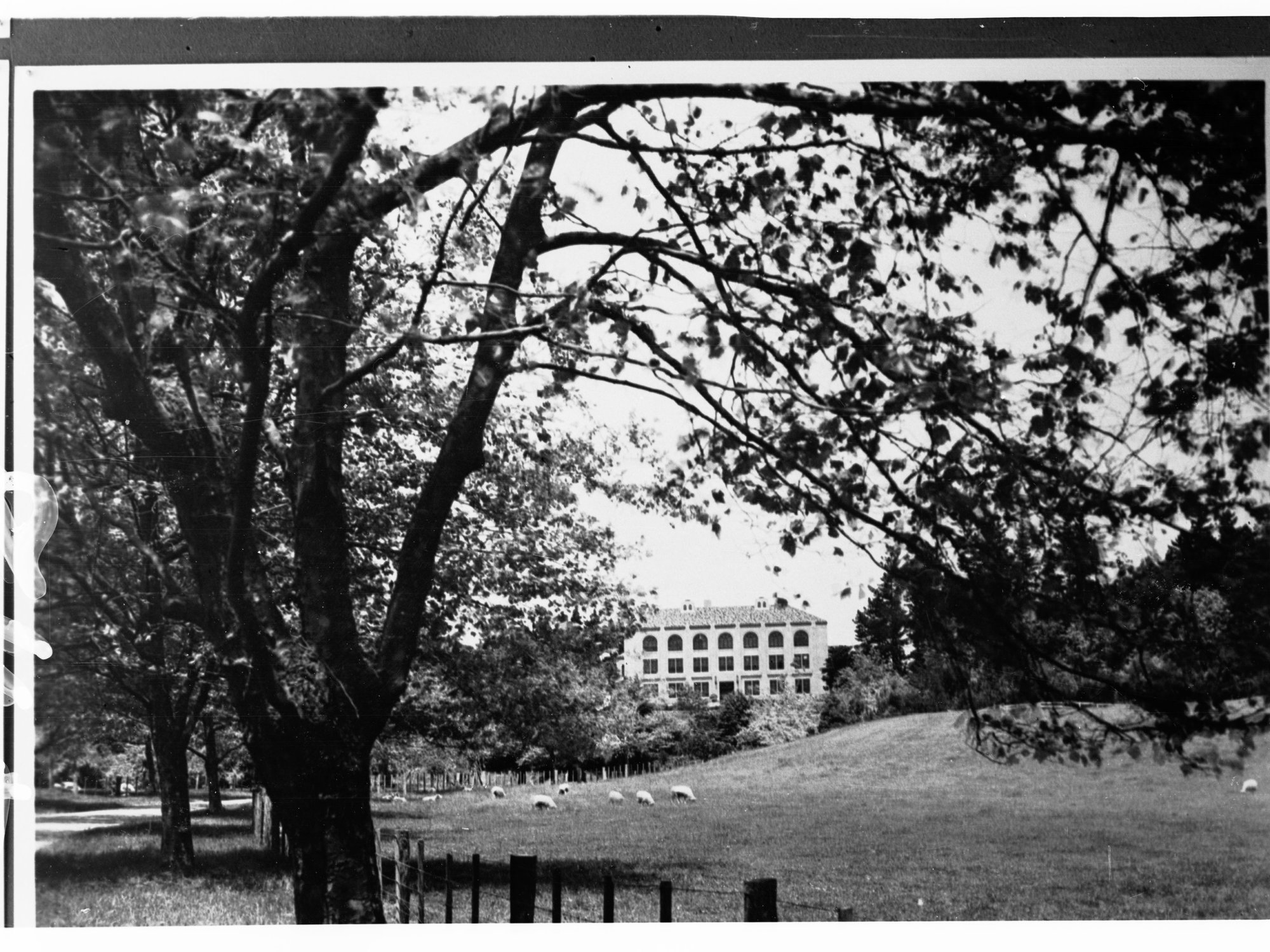 Sheep in Paddock Showing Trees and Also a Building in the Distance