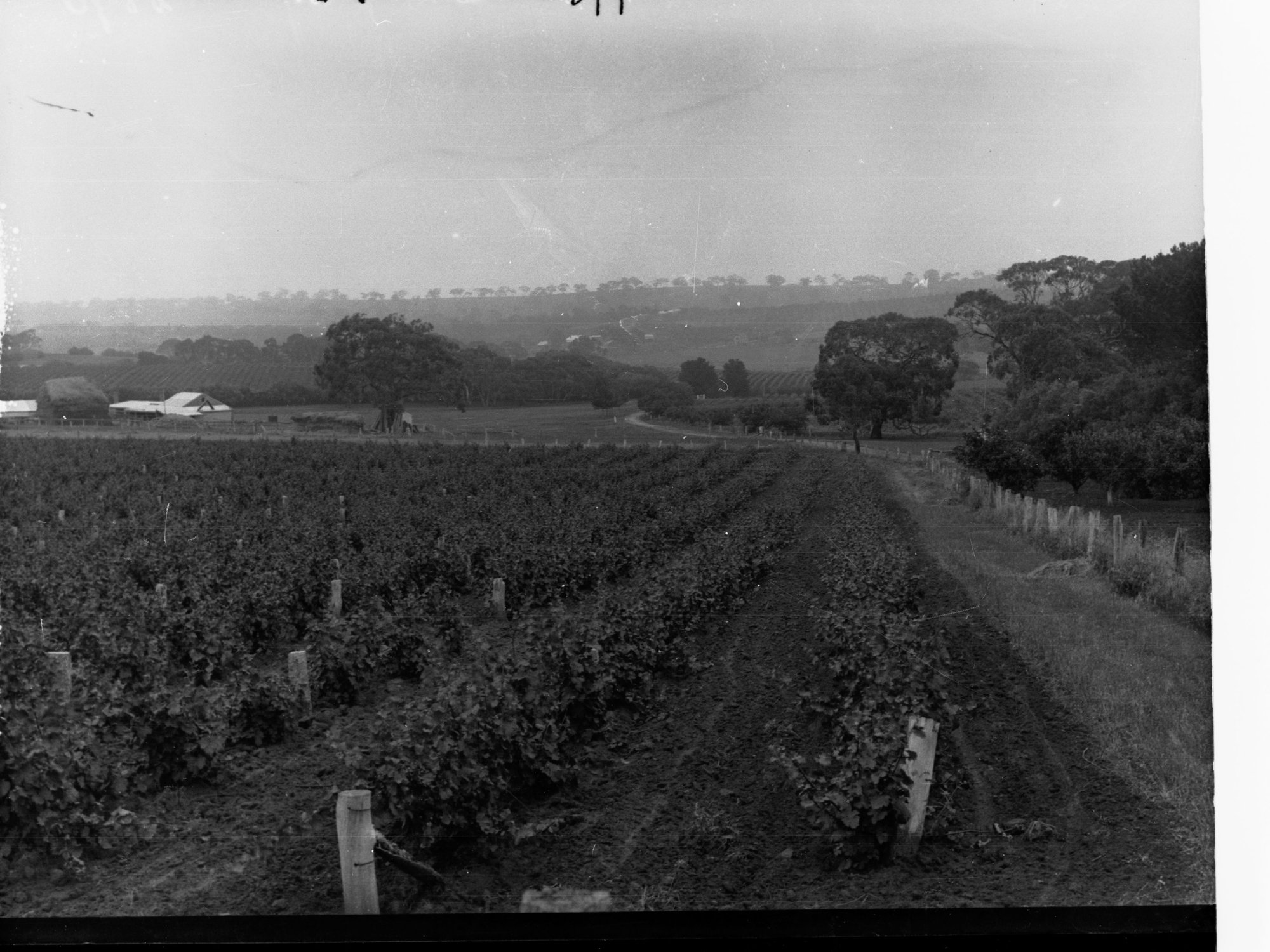 Springvale Vineyards, Near Clare