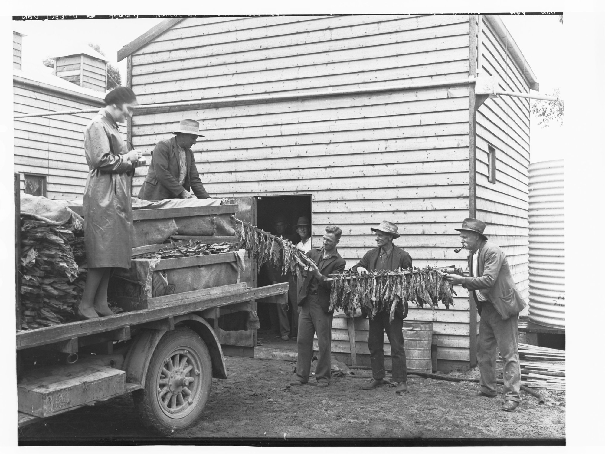 Tobacco, Penola growers taking away cured leaf