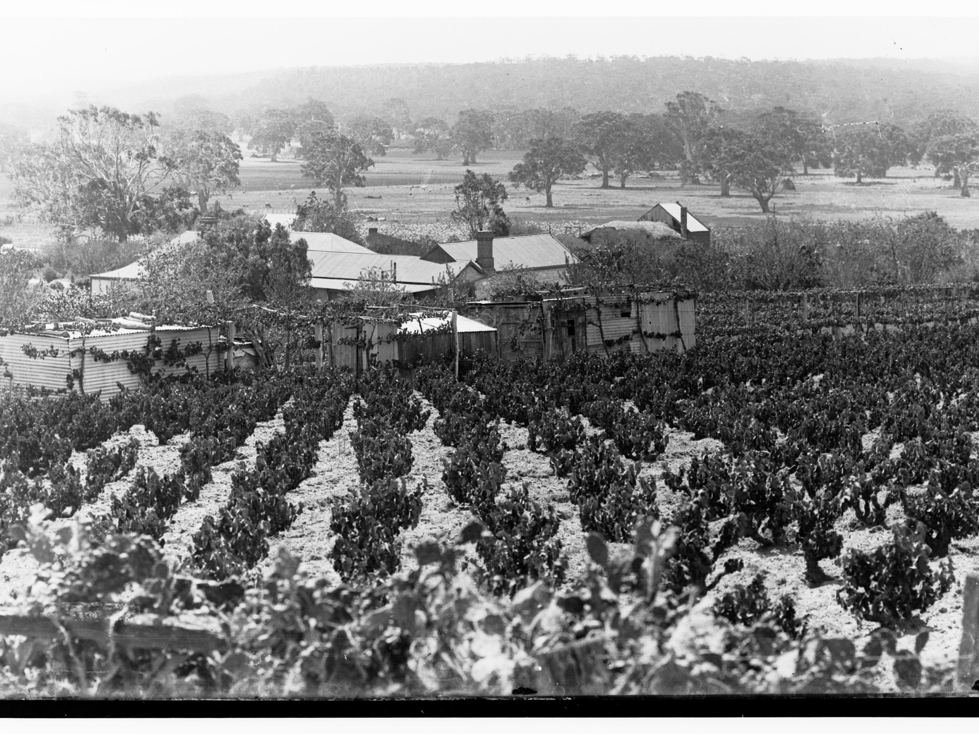 McLaren Vale showing farmhouse