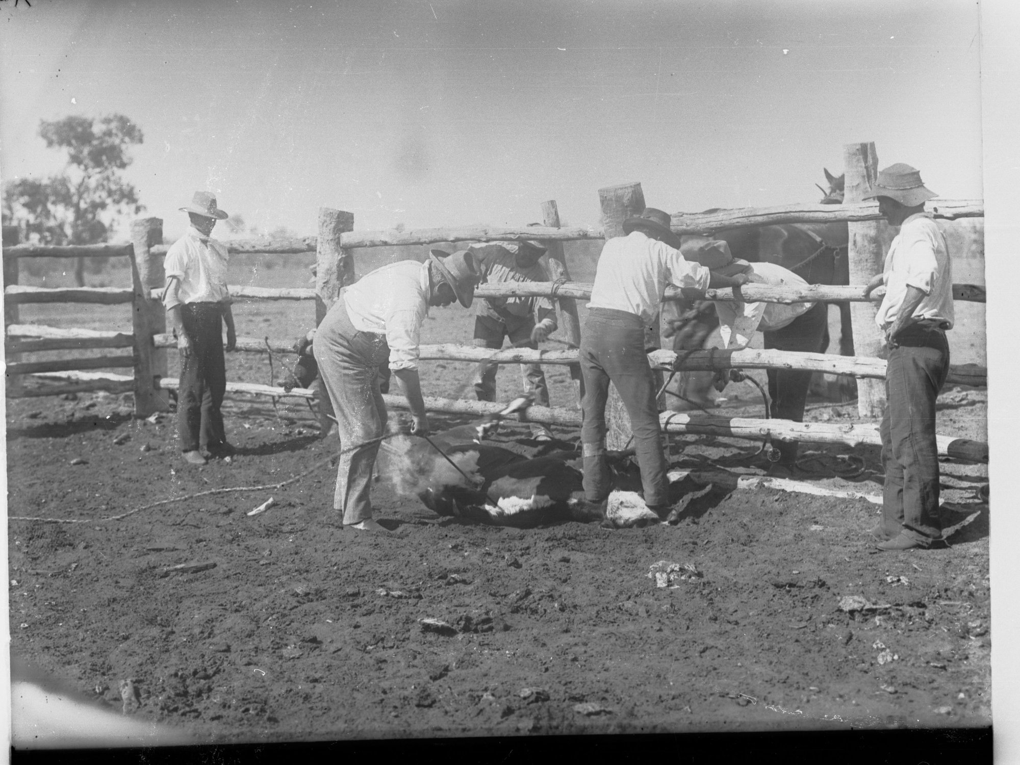 Stockmen Branding Cattle
