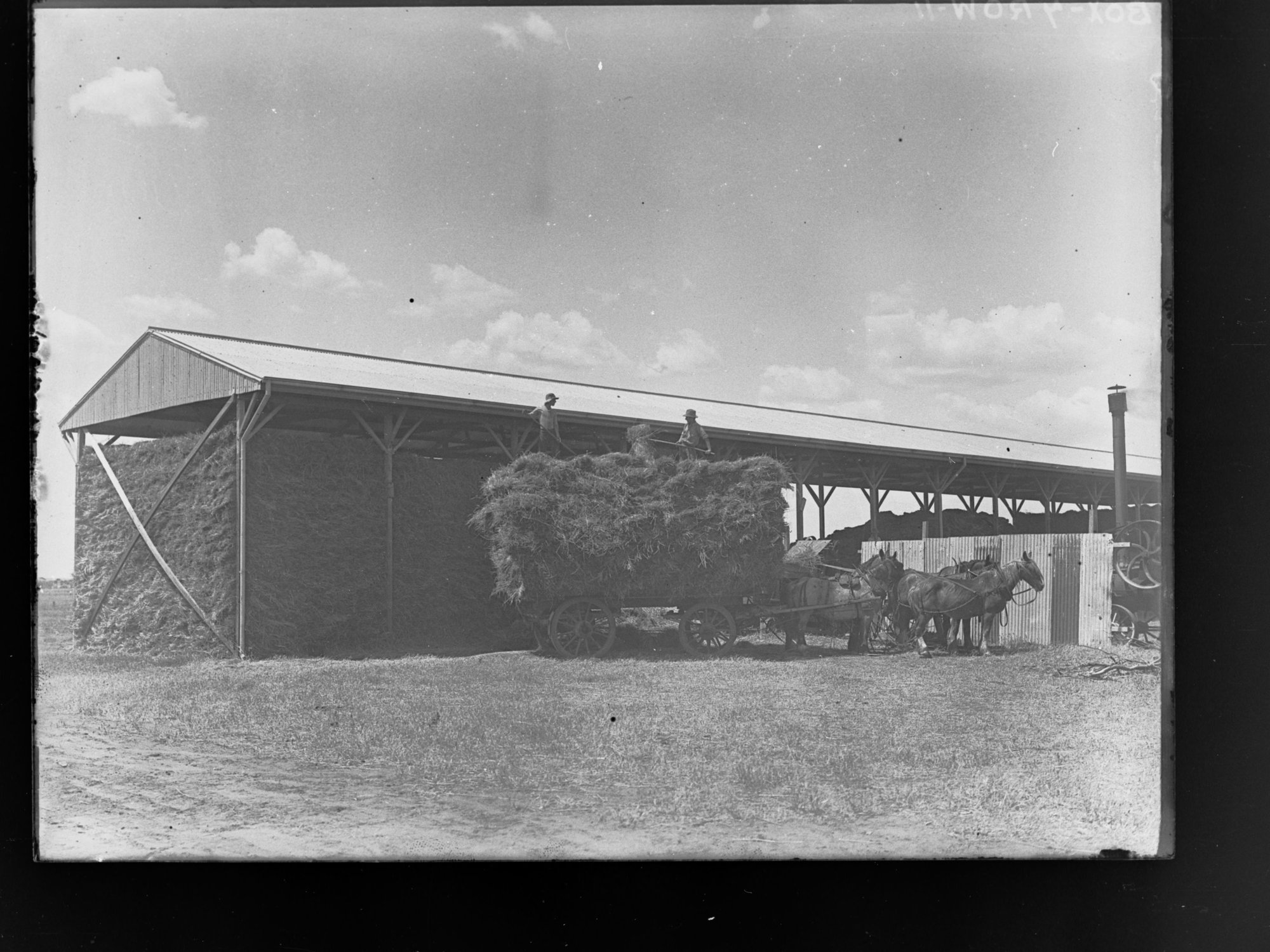 Men on a wagon are building up a haystack under cover at Roseworthy Agricultural College