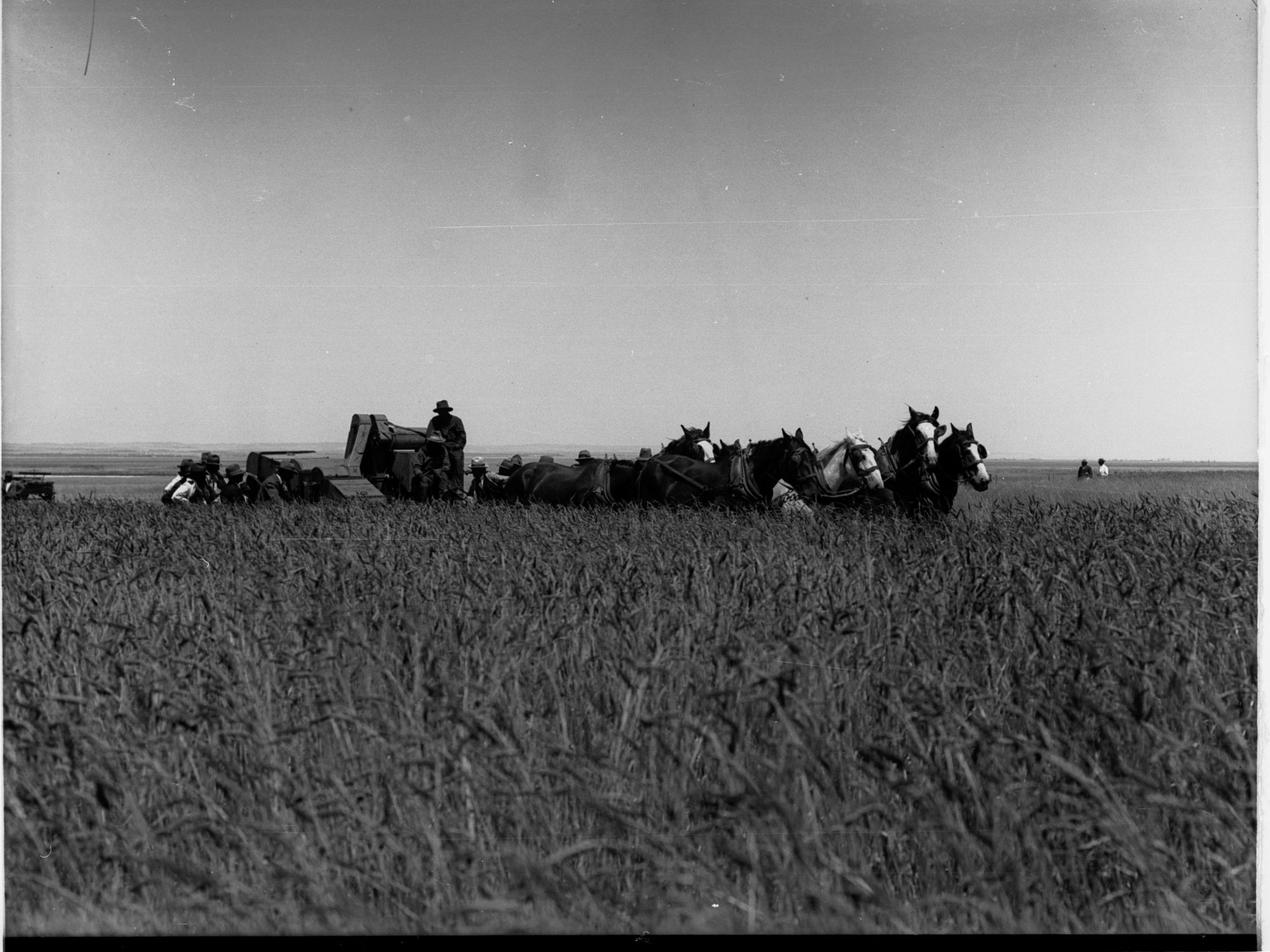 Lake View Field Trials  Harvester in a field