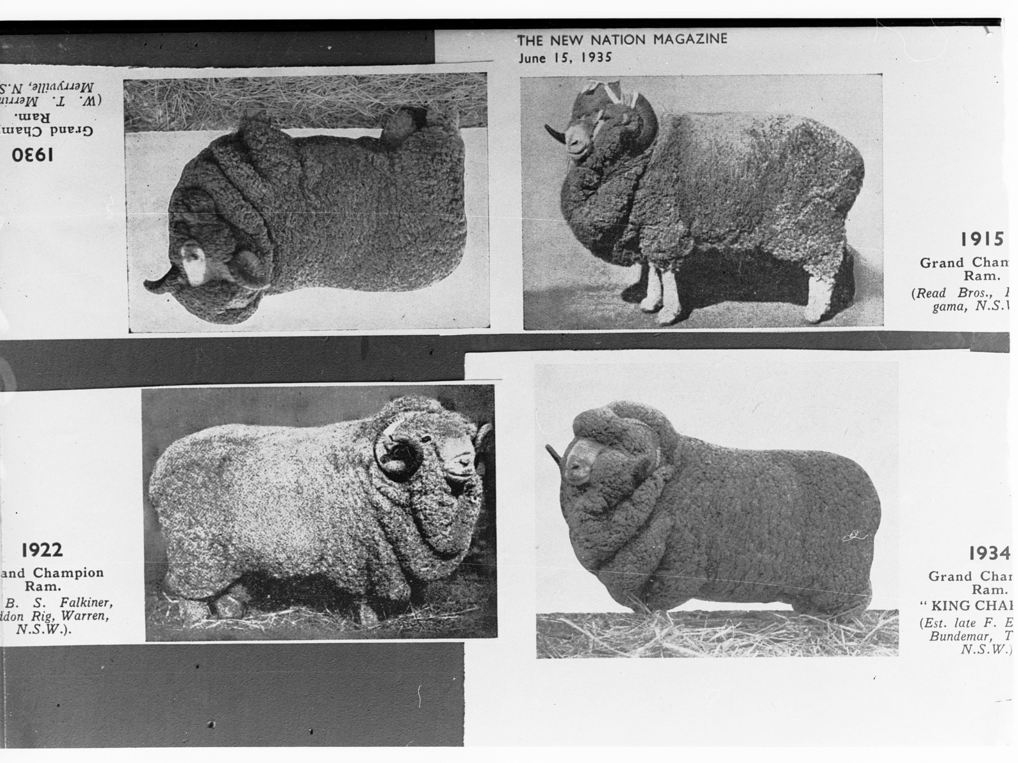 Picture of four champion Merino Rams - four different pictures