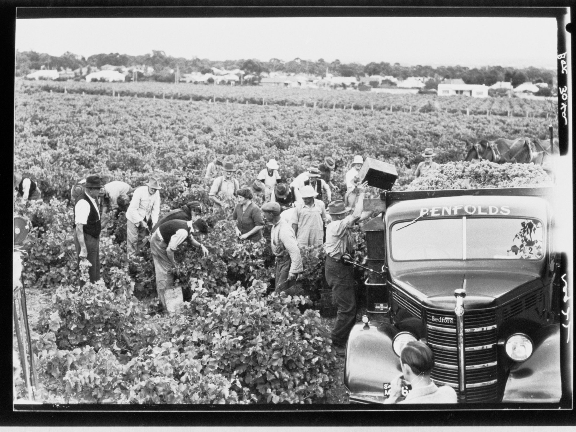 Grape picking for Penfolds