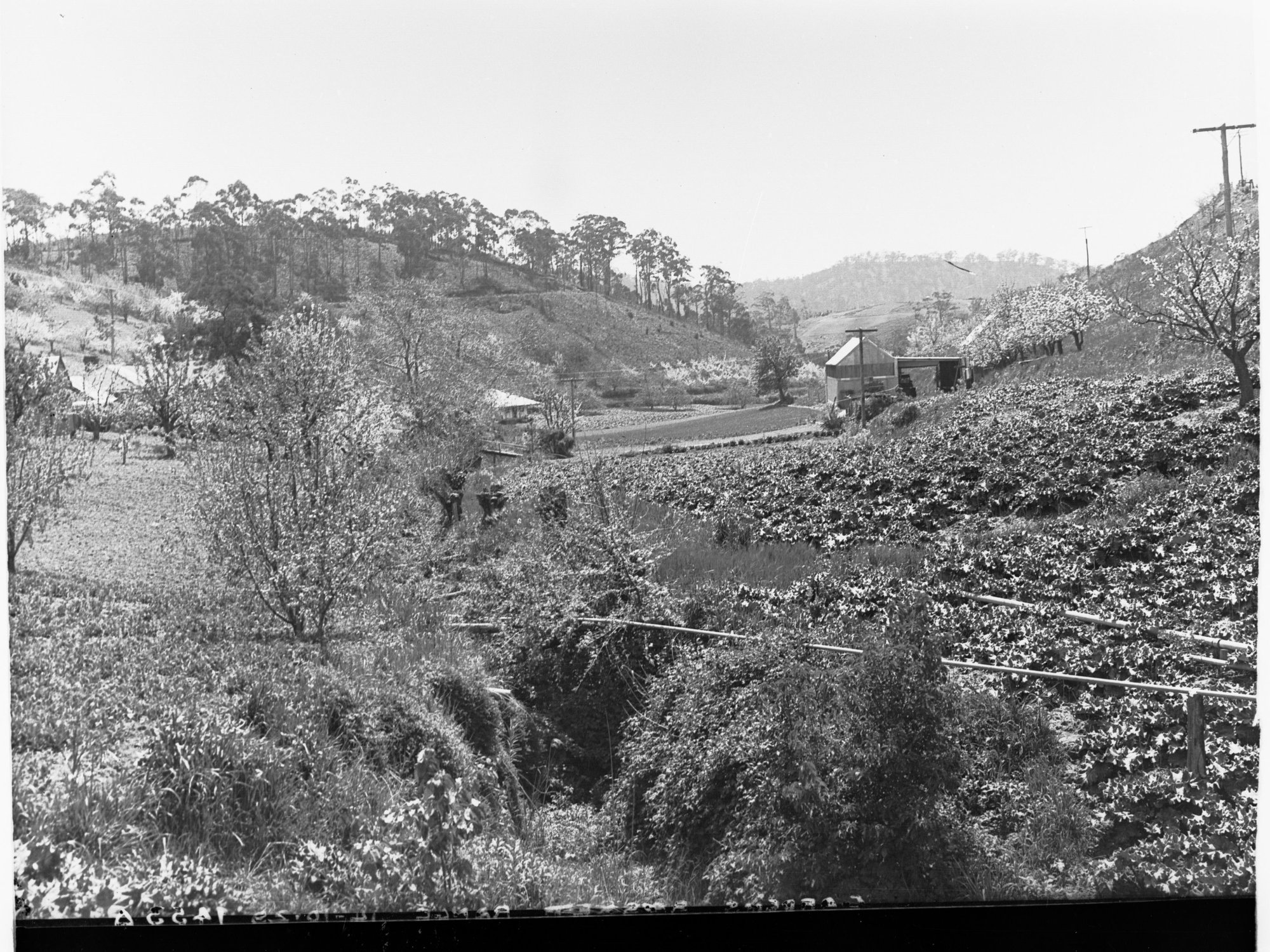 Gardens at 'Ferndale', Basket Range