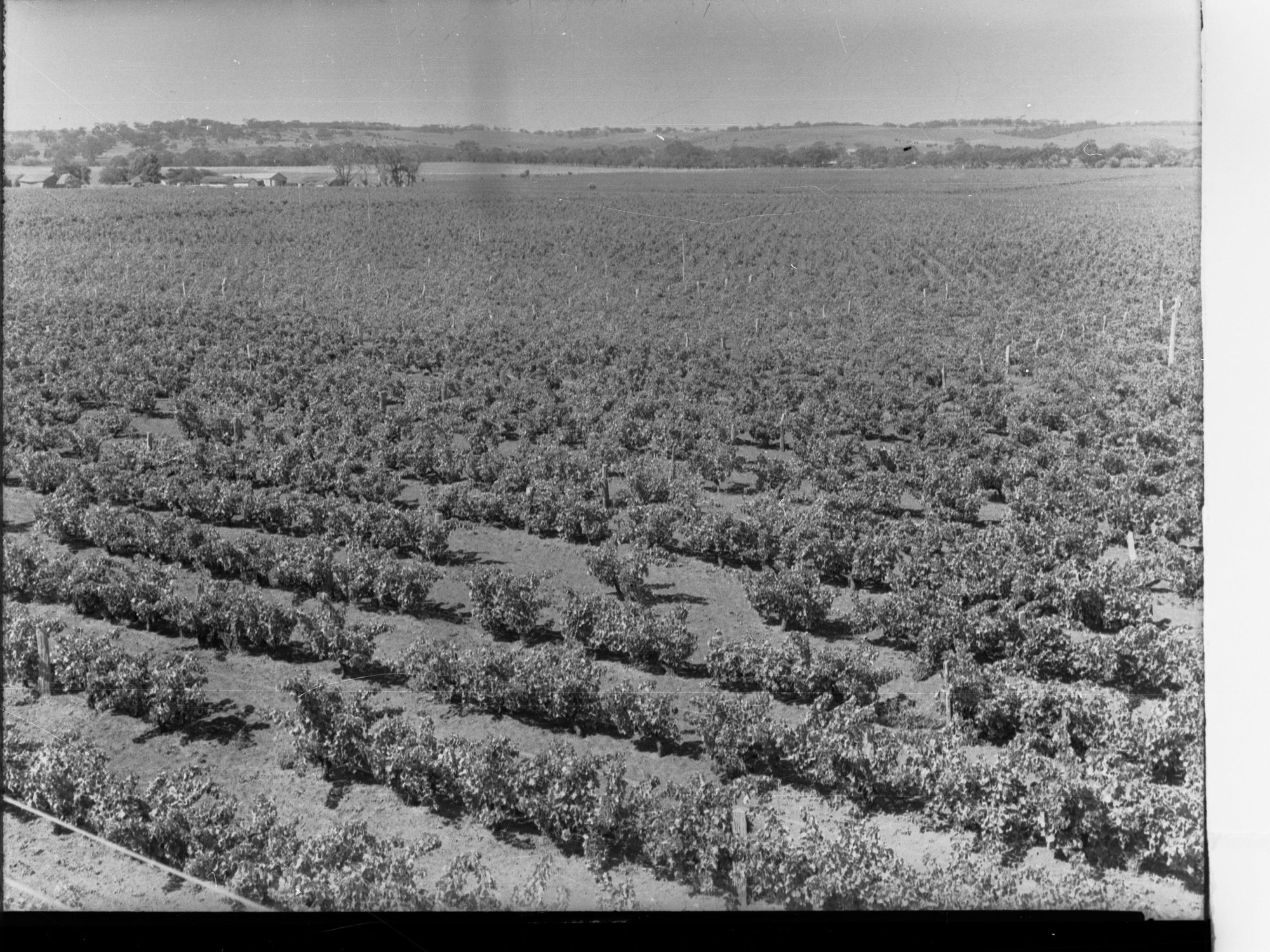 Vineyards at Morphett Vale