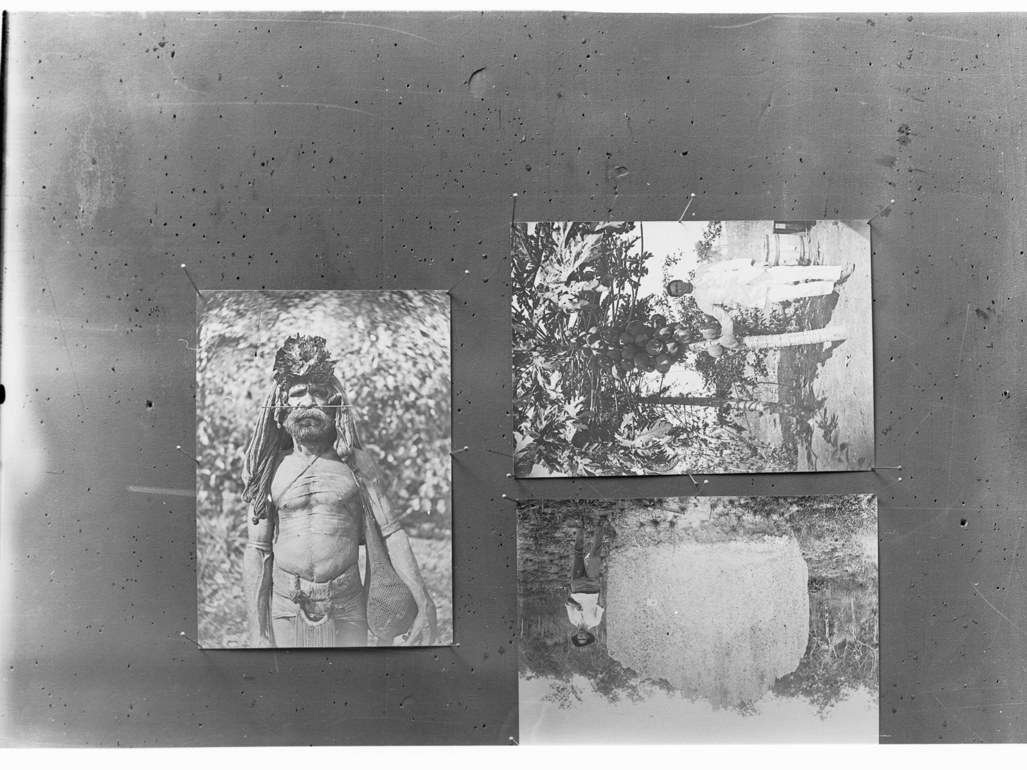 Maori man in traditional dress, man near anthill and tree