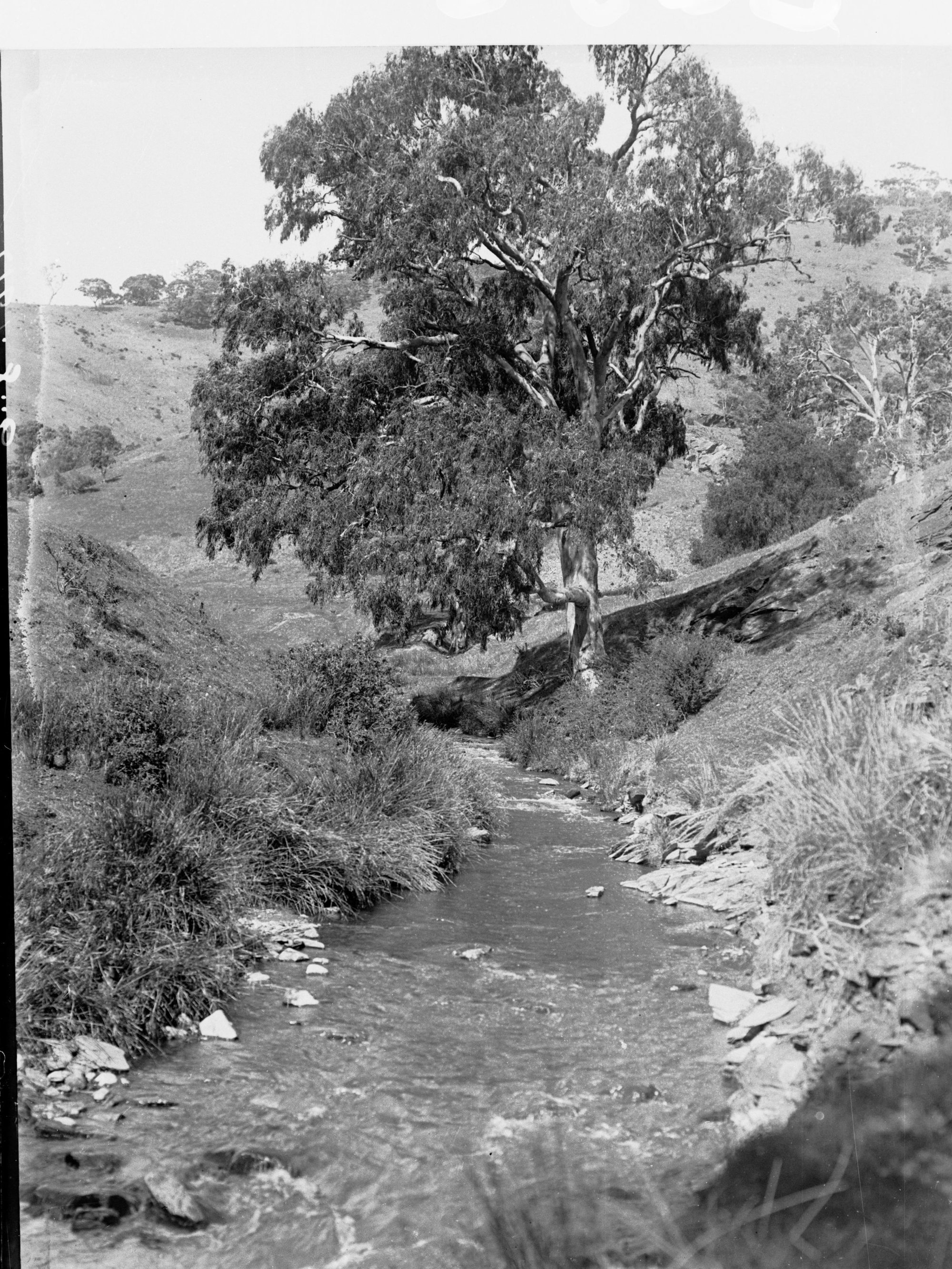 Mitcham Gardens showing Brownhill Creek