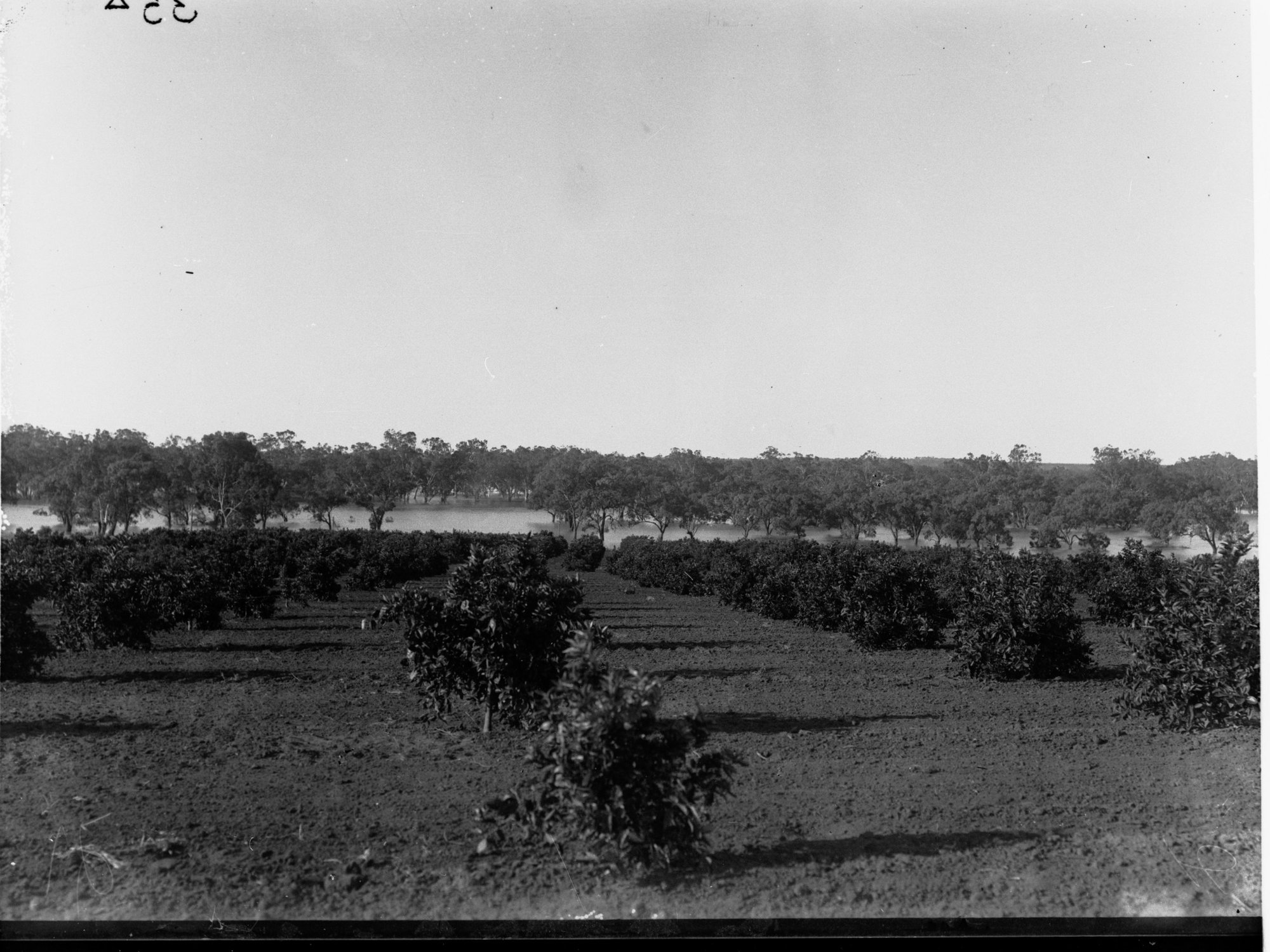 Mr M Merricks Orange Orchard at Kingston River Murray in the Background