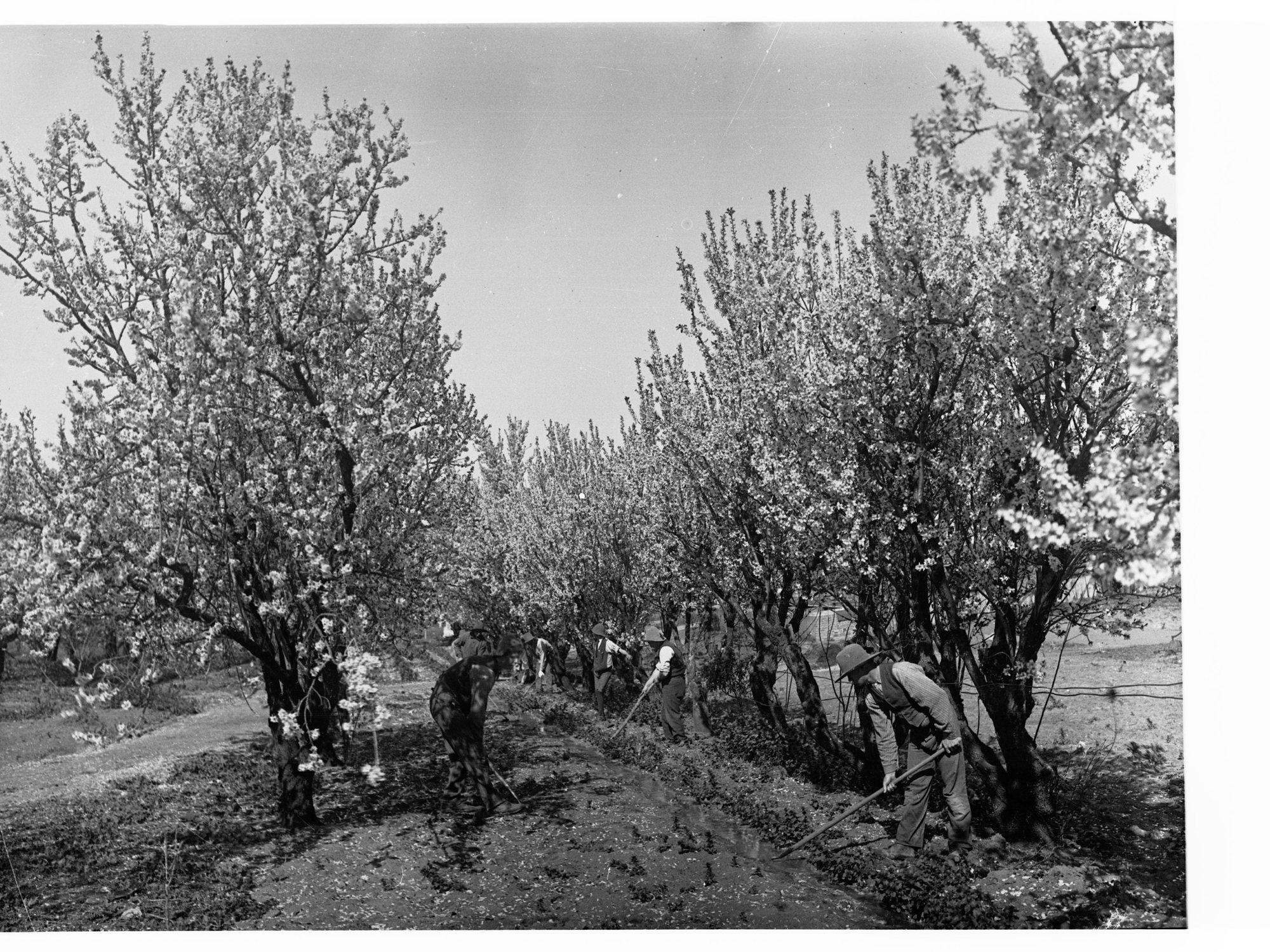 Men Irrigating Orchard