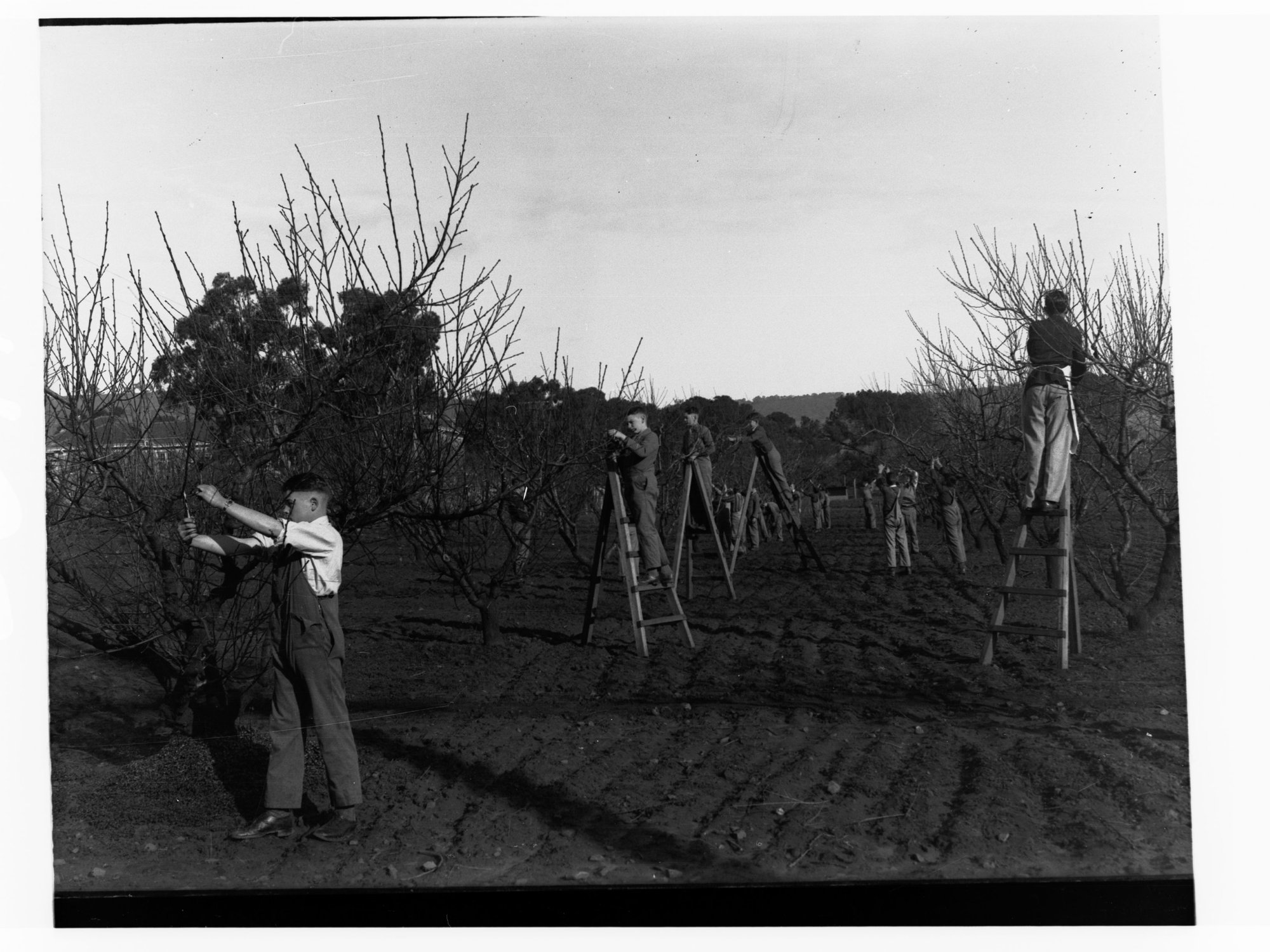 Men on ladders pruning trees in an orchard
